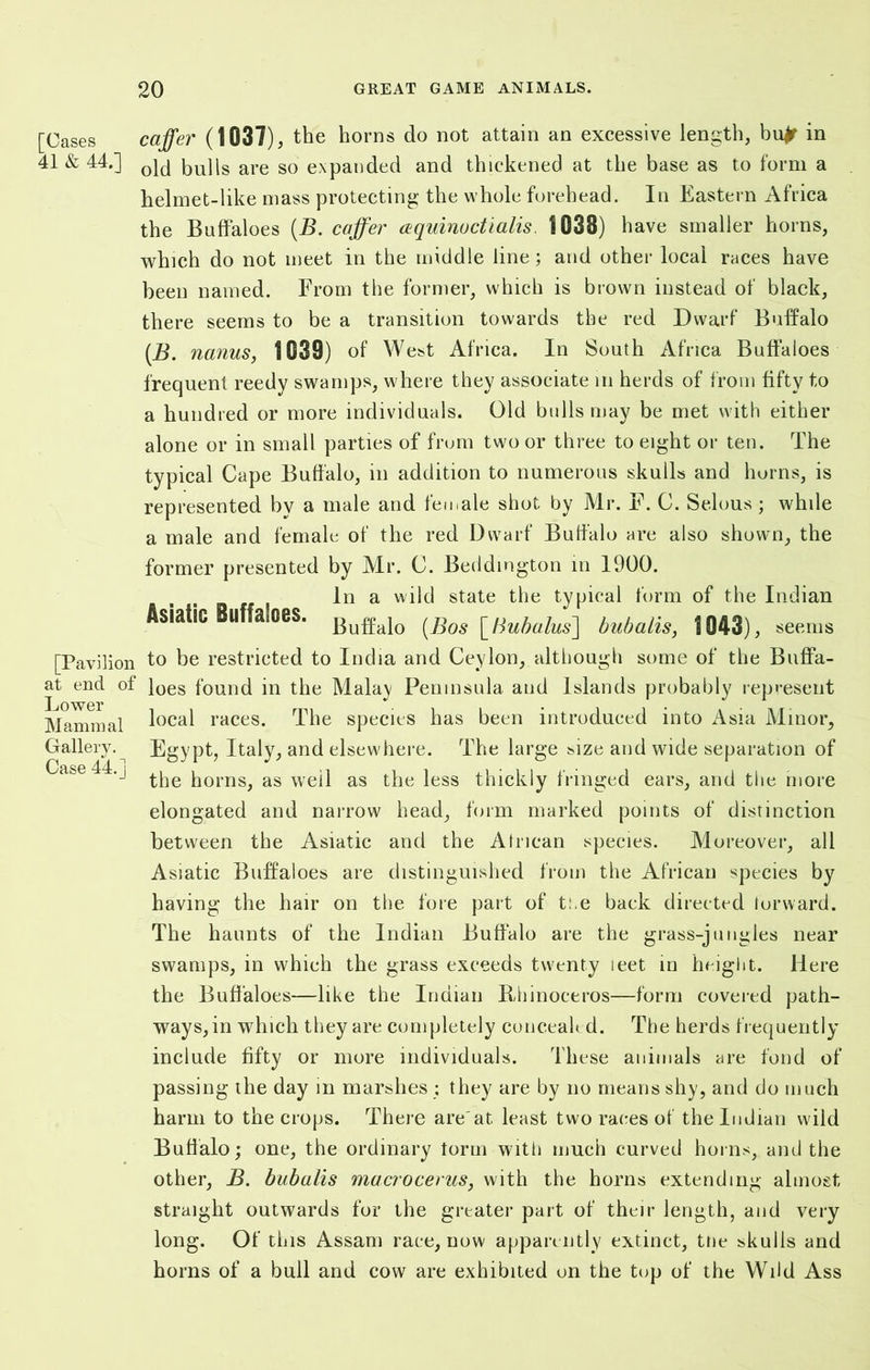 [Cases caffer (1037), the horns do not attain an excessive length, bufr in 41 & 44.] bulls are so expanded and thickened at the base as to form a helmet-like mass protecting the whole forehead. In Eastern Africa the Buffaloes (B. caffer aquinodlalis. 1038) have smaller horns, which do not meet in the middle line; and other local races have been named. From the former, which is brown instead of black, there seems to be a transition towards the red Dwarf Buffalo (.B. nanus, 1039) of West Africa. In South Africa Buffaloes frequent reedy swamps, where they associate m herds of from fifty to a hundred or more individuals. Old bulls may be met with either alone or in small parties of from two or three to eight or ten. The typical Cape Buffalo, in addition to numerous skulls and horns, is represented by a male and feu,ale shot by Mr. F. C. Selous; while a male and female of the red Dwarf Buffalo are also shown, the former presented by Mr. C. Beddington in 1900. In a wild state the typical form of the Indian siatic U asOeS. ]3uffa}0 ^os [,Hubalus] bubalis, 1043) , seems [Pavilion to be restricted to India and Ceylon, although some of the BufFa- at end of loes found in the Malay Peninsula and Islands probably represent local races. The species has been introduced into Asia Minor, Egypt, Italy, and elsewhere. The large size and wide separation of the horns, as well as the less thickly fringed ears, and the more elongated and narrow head, form marked points of distinction between the Asiatic and the Atrican species. Moreover, all Asiatic Buffaloes are distinguished from the African species by having the hair on the fore part of t:.e back directed forward. The haunts of the Indian Buffalo are the grass-jungles near swamps, in which the grass exceeds twenty leet in height. Here the Buffaloes—like the Indian Bliinoceros—form covered path- ways, in which they are completely concealed. The herds frequently include fifty or more individuals. These animals are fond of passing the day in marshes : they are by no means shy, and do much harm to the crops. There are'at least two races of the Indian wild Buffalo; one, the ordinary torm with much curved horns, and the other, B. bubalis macrocerus, with the horns extending almost straight outwards for the greater part of their length, and very long. Of this Assam race, now apparently extinct, trie skulls and horns of a bull and cow are exhibited on the top of the Wild Ass Mammal Gallery. Case 44.]