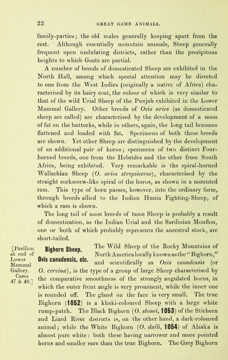 [Pavilion at end of Lower Mammal Gallery. Cases 47 & 48.] family-parties; the old males generally keeping apart from the rest. Although essentially mountain animals, Sheep generally frequent open undulating districts, rather than the precipitous heights to which Goats are partial. A number of breeds of domesticated Sheep are exhibited in the North Hall, among which special attention may be directed to one from the West Indies (originally a native of Africa) cha- racterised by its hairy coat, the colour of which is very similar to that of the wild Urial Sheep of the Punjab exhibited in the Lower Mammal Gallery. Other breeds of Ovis aries (as domesticated sheep are called) are characterised by the development of a mass of fat on the buttocks, while in others, again, the long tail becomes flattened and loaded with fat. Specimens of both these breeds are shown. Yet other Sheep are distinguished by the development of an additional pair of horns; specimens of two distinct Four- horned breeds, one from the Hebrides and the other from South Africa, being exhibited. Very remarkable is the spiral-horned Wallachian Sheep (O. aries strepsiceros), characterised by the straight corkscrew-like spiral of the horns, as shown in a mounted ram. This type of horn passes, however, into the ordinary form, through breeds allied to the Indian Hunia Fighting-Sheep,, of which a ram is shown. The long tail of most breeds of tame Sheep is probably a result of domestication, as the Indian Urial and the Sardinian Mouflon, one or both of which probably represents the ancestral stock, are short-tailed. Bighorn Sheep The Sheep of the Rocky Mountains of North America locally known as the “Bighorn,” Ovis canadensis, etc. anc[ scientifically as Ovis canadensis (or O. cervina), is the type of a group of large Sheep characterised by the comparative smoothness of the strongly angulated horns, in which the outer front angle is very prominent, while the inner one is rounded off. The gland on the face is very small. The true Bighorn (1052) is a khaki-coloured Sheep with a large white rump-patch. The Black Bighorn (O. stonei, 1053) of the Sticheen and Liard River districts is, on the other hand, a dark-coloured animal; while the White Bighorn (0. dalli, 1054) of Alaska is almost pure white : both these having narrower and more pointed horns and smaller ears than the true Bighorn. The Grey Bighorn