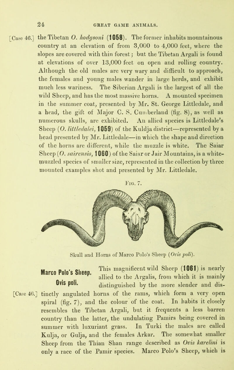 [Cease 46.] the Tibetan 0. hodgsoni (1058). The former inhabits mountainous country at an elevation of from 3,000 to 4,000 feet, where the slopes are covered with thin forest j but the Tibetan Argali is found at elevations of over 13,000 feet on open and rolling country. Although the old males are very wary and difficult to approach* the females and young males wander in large herds, and exhibit much less wariness. The Siberian Argali is the largest of all the wild Sheep, and has the most massive horns. A mounted specimen in the summer coat, presented by Mr. St. George Littledale, and a head, the gift of Major C. S. Cumberland (fig. 8), as well as numerous skulls, are exhibited. An allied species is Littledale's Sheep (O. littledalei, 1059) of the Kuldja district—represented by a head presented by Mr. Littledale—in which the shape and direction of the horns are different, while the muzzle is white. The Saiar Sheep (O. sairensis, 1080) of the Saiar or Jair Mountains, is a white- muzzled species of smaller size, represented in the collection by three mounted examples shot and presented by Mr. Littledale. Fig. 7. Skull and Horns of Marco Polo’s Sheep {Ovis poll). M nii Mi This magnificent wild Sheep (1061) is nearly Marco Polos Sheep. a ° . r , *7) . . / allied to the Argalis, from which it is mainly Ovis poli. distinguished by the more slender and dis- ease 46.] tinctly angulated horns of the rams, which form a very open spiral (fig. 7), and the colour of the coat. In habits it closely resembles the Tibetan Argali, but it frequents a less barren country than the latter, the undulating Pamirs being covered in summer with luxuriant grass. In Turki the males are called Kulja, or Gulja, and the females Arkar. The somewhat smaller Sheep from the Thian Shan range described as Ovis karelini is only a race of the Pamir species. Marco Polo's Sheep, which is