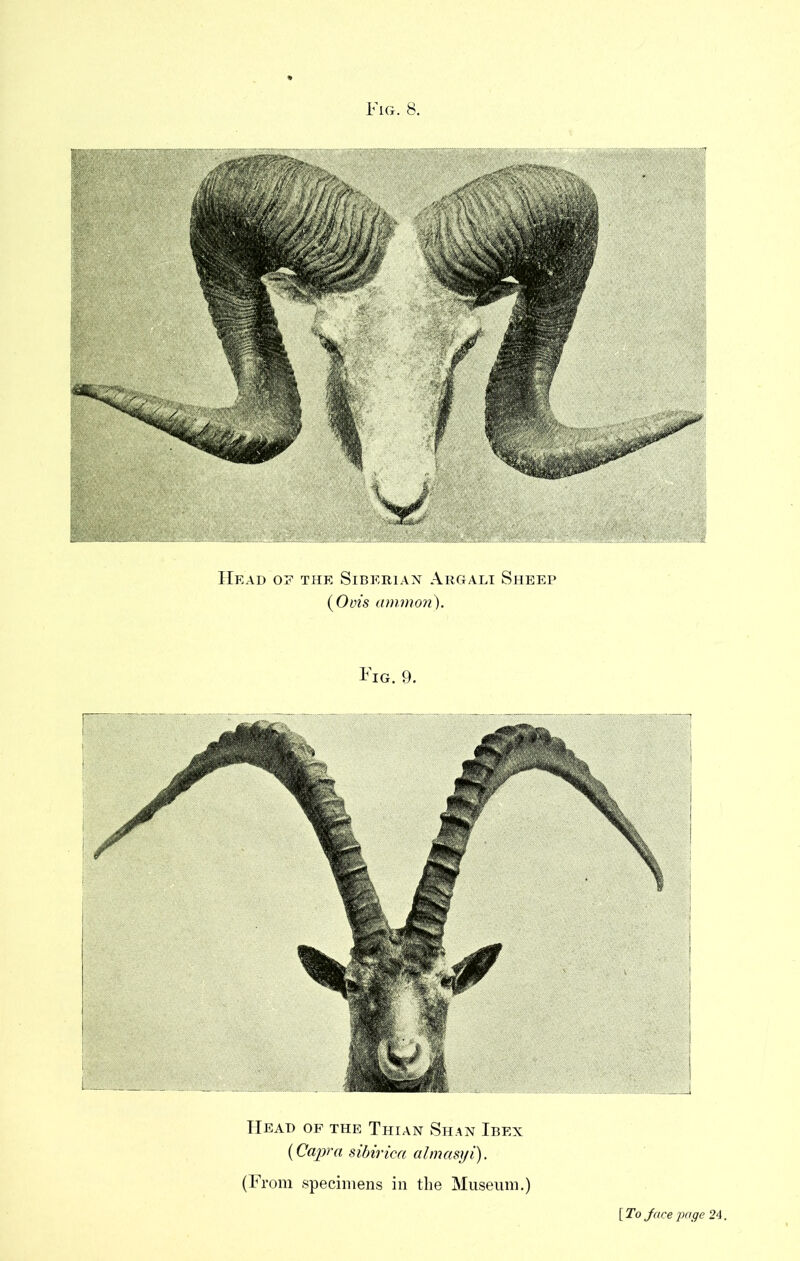 Head of the Siberian Argali Sheep {Ovis ammon). Fig. 9. Head of the Thian Shan Ibex (Capra sibirica almasyi). (From specimens in the Museum.) [ To Jace page 24.