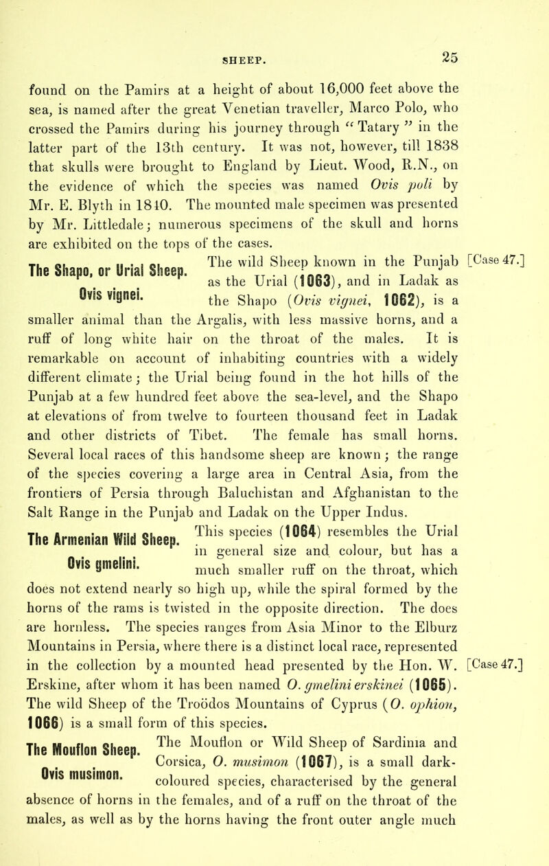 The Shape, or Uria! Sheep. found on the Pamirs at a height of about 16,000 feet above the sea, is named after the great Venetian traveller, Marco Polo, who crossed the Pamirs during his journey through “ Tatary ” in the latter part of the 13th century. It was not, however, till 1838 that skulls were brought to England by Lieut. Wood, R.N., on the evidence of which the species was named Ovis poll by Mr. E. Blyth in 1810. The mounted male specimen was presented by Mr. Littledale; numerous specimens of the skull and horns are exhibited on the tops of the cases. The wild Sheep known in the Punjab [Case 47.] as the Urial (1083), and in Ladak as Ovis signei. the Shapo (Ovis vignei, 1082), is a smaller animal than the Argalis, with less massive horns, and a ruff of long white hair on the throat of the males. It is remarkable on account of inhabiting countries with a widely different climate; the Urial being found in the hot hills of the Punjab at a few hundred feet above the sea-level, and the Shapo at elevations of from twelve to fourteen thousand feet in Ladak and other districts of Tibet. The female has small horns. Several local races of this handsome sheep are known ; the range of the species covering a large area in Central Asia, from the frontiers of Persia through Baluchistan and Afghanistan to the Salt Range in the Punjab and Ladak on the Upper Indus. This species (1084) resembles the Urial in general size and colour, but has a Ovis ymelini. much smaller ruff on the throat, which does not extend nearly so high up, while the spiral formed by the horns of the rams is twisted in the opposite direction. The does are hornless. The species ranges from Asia Minor to the Elburz Mountains in Persia, where there is a distinct local race, represented in the collection by a mounted head presented by the Hon. W. [Case 47.] Erskine, after whom it has been named O. gmelini erskinei (1065). The wild Sheep of the Troodos Mountains of Cyprus (O. ophion, 1066) is a small form of this species. The Mouflon or Wild Sheep of Sardinia and Corsica, O. musimon (1067), is a small dark- coloured species, characterised by the general absence of horns in the females, and of a ruff on the throat of the males, as well as by the horns having the front outer angle much The Armenian Wild Sheep. The Mouflon Sheep. Ovis musimon.