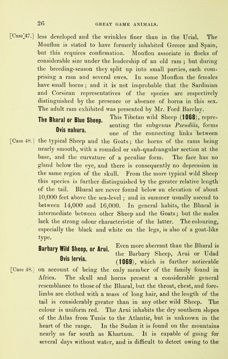 [Cftse47.] less developed and the wrinkles finer than in the Uriah The Mouflon is stated to have formerly inhabited Greece and Spain, but this requires confirmation. Mouflon associate in flocks of considerable size under the leadership of an old ram ; but during the breeding-season they split up into small parties, each com- prising a ram and several ewes. In some Mouflon the females have small horns; and it is not improbable that the Sardinian and Corsican representatives of the species are respectively distinguished by the presence or absence of horns in this sex. The adult ram exhibited was presented by Mr. Ford Barclay. The Bharal or Blue Sheep This Tibetan wild SheeP (,068)’ rePre- Ovis nahura. the subgenus Pseudois, forms one of the connecting links between [Case 48.] the typical Sheep and the Goats; the horns of the rams being nearly smooth, with a rounded or sub-quadrangular section at the base, and the curvature of a peculiar form. The face has no gland below the eye, and there is consequently no depression in the same region of the skull. From the more typical wild Sheep this species is further distinguished by the greater relative length of the tail. Bharal are never found below an elevation of about 10,000 feet above the sea-level; and in summer usually ascend to between 14,000 and 16,000. In general habits, the Bharal is intermediate between other Sheep and the Goats; but the males lack the strong odour characteristic of the latter. The colouring, especially the black and white on the legs, is also of a goat-like type. Even more aberrant than the Bharal is the Barbary Sheep, Arui or Udad (1069), which is further noticeable [Case 48.] on account of being the only member of the family found in Africa. The skull and horns present a considerable general resemblance to those of the Bharal, but the throat, chest, and fore- limbs are clothed with a mass of long hair, and the length of the tail is considerably greater than in any other wild Sheep. The colour is uniform red. The Arui inhabits the dry southern slopes of the Atlas from Tunis to the Atlantic, but is unknown in the heart of the range. In the Sudan it is found on the mountains nearly as far south as Khartum. It is capable of going for several days without water, and is difficult to detect owing to the Barbary Wild Sheep, or Arui. Ovis lervia.