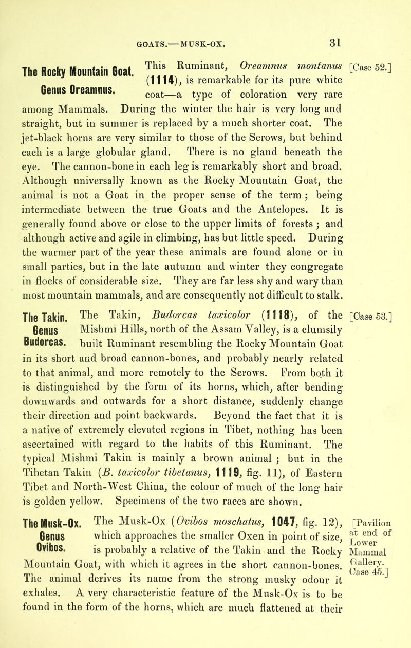 The Rocky Mountain Goat. TWsRuminant Oreamnus montanm (1114), is remarkable for its pure white Genus Ol eamnus. COat—a type 0f coloration very rare among Mammals. During the winter the hair is very long and straight, but in summer is replaced by a much shorter coat. The jet-black horns are very similar to those of the Serows, but behind each is a large globular gland. There is no gland beneath the eye. The cannon-bone in each leg is remarkably short and broad. Although universally known as the Rocky Mountain Goat, the animal is not a Goat in the proper sense of the term ; being intermediate between the true Goats and the Antelopes. It is generally found above or close to the upper limits of forests; and although active and agile in climbing, has but little speed. During the warmer part of the year these animals are found alone or in small parties, but in the late autumn and winter they congregate in flocks of considerable size. They are far less shy and wary than most mountain mammals, and are consequently not difficult to stalk. [Case 52.] The Takilt. The Takin, Budorcas taxicolor (1118), of the [Case 53.] Genus Mishmi Hills, north of the Assam Valley, is a clumsily Budorcas. built Ruminant resembling the Rocky Mountain Goat in its short and broad cannon-bones, and probably nearly related to that animal, and more remotely to the Serows. From both it is distinguished by the form of its horns, which, after bending downwards and outwards for a short distance, suddenly change their direction and point backwards. Beyond the fact that it is a native of extremely elevated regions in Tibet, nothing has been ascertained with regard to the habits of this Ruminant. The typical Mishmi Takin is mainly a brown animal ; but in the Tibetan Takin (B. taxicolor tibetanus, 1119, fig. 11), of Eastern Tibet and North-West China, the colour of much of the long hair is golden yellow. Specimens of the two races are shown. The Musk-Ox. The Musk-Ox (Ovibos moschatus, 1047, fig. 12), Genus which approaches the smaller Oxen in point of size, Ovibos. is probably a relative of the Takin and the Rocky Mountain Goat, with which it agrees in the short cannon-bones. The animal derives its name from the strong musky odour it exhales. A very characteristic feature of the Musk-Ox is to be found in the form of the horns, which are much flattened at their [Pavilion at end of Lower Mammal Gallery. Case 45.]