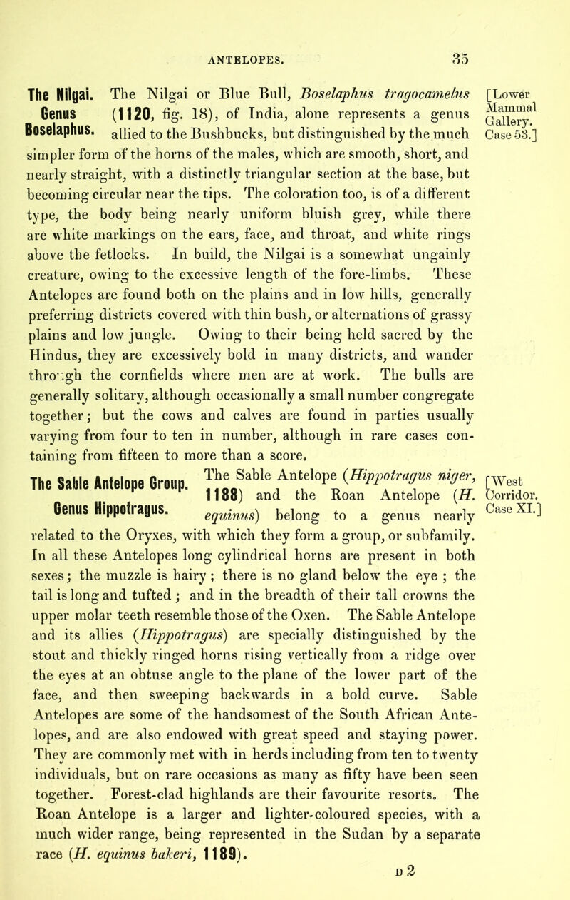 The Nilgai. The Nilgai or Blue Bull, Boselaphus tragocamelus Genus (1120, fig. 18), of India, alone represents a genus Boselaphus. allied to the Bushbucks, but distinguished by the much simpler form of the horns of the males, which are smooth, short, and nearly straight, with a distinctly triangular section at the base, but becoming circular near the tips. The coloration too, is of a different type, the body being nearly uniform bluish grey, while there are white markings on the ears, face, and throat, and white rings above the fetlocks. In build, the Nilgai is a somewhat ungainly creature, owing to the excessive length of the fore-limbs. These Antelopes are found both on the plains and in low hills, generally preferring districts covered with thin bush, or alternations of grassy plains and low jungle. Owing to their being held sacred by the Hindus, they are excessively bold in many districts, and wander through the cornfields where men are at work. The bulls are generally solitary, although occasionally a small number congregate together; but the cows and calves are found in parties usually varying from four to ten in number, although in rare cases con- taining from fifteen to more than a score. The Sable Antelope Group. The Sable AnteloPe CHippotragus niger, F H 1188) and the Roan Antelope (.H. Genus Hippotragus. equinus) belong to a genus nearly related to the Oryxes, with which they form a group, or subfamily. In all these Antelopes long cylindrical horns are present in both sexes; the muzzle is hairy ; there is no gland below the eye ; the tail is long and tufted ; and in the breadth of their tall crowns the upper molar teeth resemble those of the Oxen. The Sable Antelope and its allies (Hippotragus) are specially distinguished by the stout and thickly ringed horns rising vertically from a ridge over the eyes at an obtuse angle to the plane of the lower part of the face, and then sweeping backwards in a bold curve. Sable Antelopes are some of the handsomest of the South African Ante- lopes, and are also endowed with great speed and staying power. They are commonly met with in herds including from ten to twenty individuals, but on rare occasions as many as fifty have been seen together. Forest-clad highlands are their favourite resorts. The Roan Antelope is a larger and lighter-coloured species, with a much wider range, being represented in the Sudan by a separate race (H. equinus bakeri, 1189). d 2 [Lower Mammal G allery. Case 53.] [West Corridor. Case XI.]