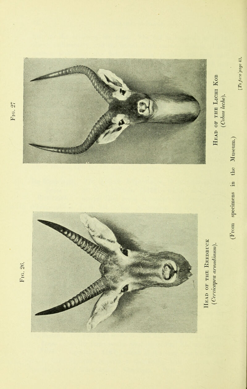 Fig. 26.