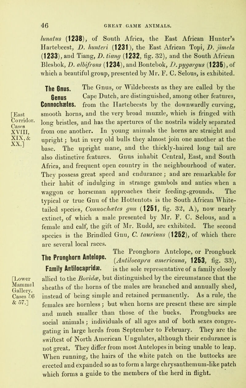 lunatus (1238), of South Africa, the East African Hunter’s Hartebeest, D. hunteri (1231), the East African Topi, D. jimela (1233), and Tiang, D. tiang (1232, fig. 32), and the South African Blesbok, D. albifrons (1234), and Bontebok, D.pygargus (1235), of which a beautiful group, presented by Mr. F. C. Selous, is exhibited. [East Corridor. Cases XVIII, XIX, & XX. ] [Lower Mammal Gallery. Cases £6 & 57.] The Gnus. The Gnus, or Wildebeests as they are called by the Genus Cape Dutch, are distinguished, among other features, Connochsstes. from the Hartebeests by the downwardly curving, smooth horns, and the very broad muzzle, which is fringed with long bristles, and has the apertures of the nostrils widely separated from one another. In young animals the horns are straight and upright; but in very old bulls they almost join one another at the base. The upright mane, and the thickly-haired long tail are also distinctive features. Gnus inhabit Central, East, and South Africa, and frequent open country in the neighbourhood of water. They possess great speed and endurance; and are remarkable for their habit of indulging in strange gambols and antics when a waggon or horseman approaches their feeding-grounds. The typical or true Gnu of the Hottentots is the South African White- tailed species, Connochates gnu (1251, fig. 32, A), now nearly extinct, of which a male presented by Mr. F. C. Selous, and a female and calf, the gift of Mr. Budd, are exhibited. The second species is the Brindled Gnu, C. taurinus (1252), of which there are several local races. The Pronghorn Antelope, or Prongbuck The Pronghorn Ante ope. (Antilocapra americana, 1253, fig. 33), Family Antilocapridae. is the sole representative of a family closely allied to the Bovidce, but distinguished by the circumstance that the sheaths of the horns of the males are branched and annually shed, instead of being simple and retained permanently. As a rule, the females are hornless; but when horns are present these are simple and much smaller than those, of the bucks. Prongbucks are social animals; individuals of all ages and of both sexes congre- gating in large herds from September to February. They are the swiftest of North American Ungulates, although their endurance is not great. They differ from most Antelopes in being unable to leap. When running, the hairs of the white patch on the buttocks are erected and expanded so as to form a large chrysanthemum-like patch which forms a guide to the members of the herd in flight.