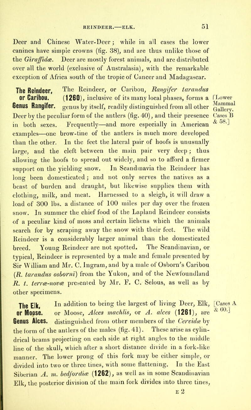 Deer and Chinese Water-Deer; while in all cases the lower canines have simple crowns (fig. 38), and are thus unlike those of the Giraffida. Deer are mostly forest animals, and are distributed over all the world (exclusive of Australasia), with the remarkable exception of Africa south of the tropic of Cancer and Madagascar. The Reindeer, The Reindeer, or Caribou, Rangifer tarandus or Caribou. (1280), inclusive of its many local phases, forms a Genus Ranyifer. genus by itself, readily distinguished from all other Deer by the peculiar form of the antlers (fig. 40), and their presence in both sexes. Frequently—and more especially in American examples—one brow-tine of the antlers is much more developed than the other. In the feet the lateral pair of hoofs is unusually large, and the cleft between the main pair very deep; thus allowing the hoofs to spread out widely, and so to afford a firmer support on the yielding snow. In Scandinavia the Reindeer has long been domesticated; and not only serves the natives as a beast of burden and draught, but likewise supplies them with clothing, milk, and meat. Harnessed to a sleigh, it will draw a load of 300 lbs. a distance of 100 miles per day over the frozen snow. In summer the chief food of the Lapland Reindeer consists of a peculiar kind of moss and certain lichens which the animals search for by scraping away the snow with their feet. The wild Reindeer is a considerably larger animal than the domesticated breed. Young Reindeer are not spotted. The Scandinavian, or typical, Reindeer is represented by a male and female presented by Sir William and Mr. C. Ingram, and by a male of Osborn's Caribou (R. tarandus osborni) from the Yukon, and of the Newfoundland R. t. terra-nova presented by Mr. F. C. Selous, as well as by other specimens. The Elk I*1 addition to being the largest of living Deer, Elk, or Moose. or Moose, Alces machlis, or A. alces (1281), are GeilUS Alces. distinguished from other members of the Cervida by the form of the antlers of the males (fig. 41). These arise as cylin- drical beams projecting on each side at right angles to the middle line of the skull, which after a short distance divide in a fork-like manner. The lower prong of this fork may be either simple, or divided into two or three tines, with some flattening. In the East Siberian A. m. bedfordia (1262), as well as in some Scandinavian Elk, the posterior division of the main fork divides into three tines, e 2 f Lower Mammal Gallery. Cases B & 58.] [Cases A & 60.]