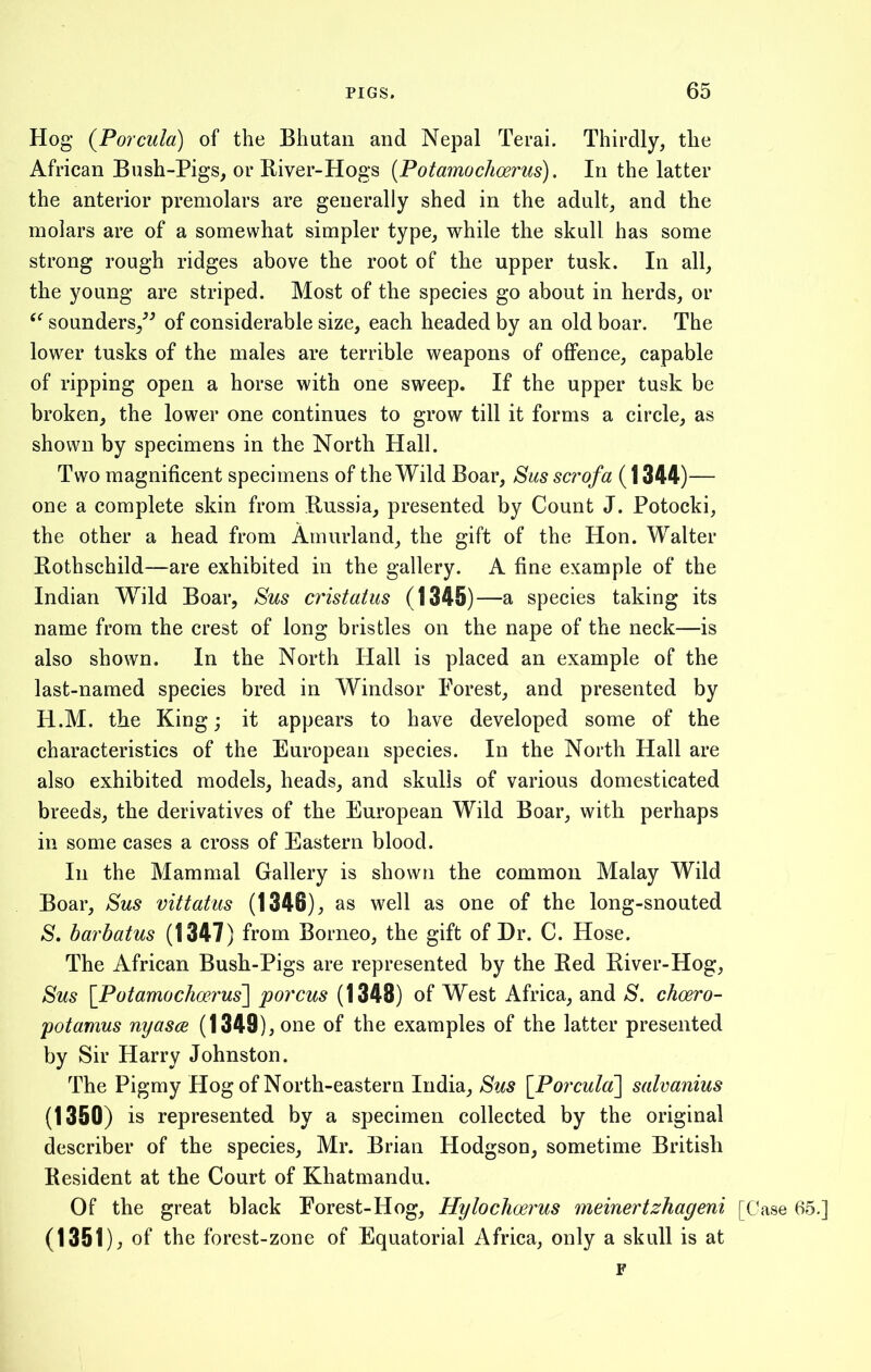 Hog (Porcula) of the Bhutan and Nepal Terai. Thirdly, the African Bush-Pigs, or River-Hogs (Potamochoerus). In the latter the anterior premolars are generally shed in the adult, and the molars are of a somewhat simpler type, while the skull has some strong rough ridges above the root of the upper tusk. In all, the young are striped. Most of the species go about in herds, or iC sounders,” of considerable size, each headed by an old boar. The lower tusks of the males are terrible weapons of offence, capable of ripping open a horse with one sweep. If the upper tusk be broken, the lower one continues to grow till it forms a circle, as shown by specimens in the North Hall. Two magnificent specimens of the Wild Boar, Sus scrofa (1344)— one a complete skin from Bussia, presented by Count J. Potocki, the other a head from Amurland, the gift of the Hon. Walter Rothschild—are exhibited in the gallery. A fine example of the Indian Wrild Boar, Sus cristatus (1345)—a species taking its name from the crest of long bristles on the nape of the neck—is also shown. In the North Hall is placed an example of the last-named species bred in Windsor Forest, and presented by H.M. the King; it appears to have developed some of the characteristics of the European species. In the North Hall are also exhibited models, heads, and skulls of various domesticated breeds, the derivatives of the European Wild Boar, with perhaps in some cases a cross of Eastern blood. In the Mammal Gallery is shown the common Malay Wild Boar, Sus vittatus (1346) , as well as one of the long-snouted S. barbatus (1347) from Borneo, the gift of Dr. C. Hose. The African Bush-Pigs are represented by the Red River-Hog, Sus [Potamochcerus] porcus (1348) of West Africa, and S. choero- potamus nyasce (1349), one of the examples of the latter presented by Sir Harry Johnston. The Pigmy Hog of North-eastern India, Sus [Porcula] salvanius (1350) is represented by a specimen collected by the original describer of the species, Mr. Brian Hodgson, sometime British Resident at the Court of Khatmandu. Of the great black Forest-Hog, Hylochoerus meinertzhageni [Case 65.] (1351), of the forest-zone of Equatorial Africa, only a skull is at F