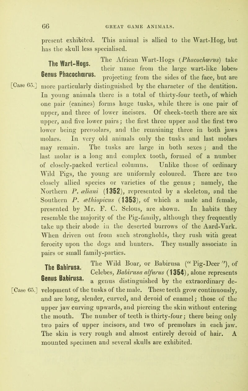 present exhibited. This animal is allied to the Wart-Hog, but has the skull less specialised. The African Wart-Hogs (Phacochoerus) take their name from the large wart-like lobes? OesiUS PIiaGOChoerilS. projecting’ from the sides of the face, but are [Case 65.] more particularly distinguished by the character of the dentition. In young animals there is a total of thirty-four teeth, of which one pair (canines) forms huge tusks, while there is one pair of upper, and three of lower incisors. Of cheek-teeth there are six upper, and five lower pairs; the first three upper and the first two lowei' being premolars, and the remaining three in both jaws molars. In very old animals only the tusks and last molars may remain. The tusks are large in both sexes ; and the last molar is a long and complex tooth, formed of a number of closely-packed vertical columns. Unlike those of ordinary Wild Pigs, the young are uniformly coloured. There are two closely allied species or varieties of the genus ; namely, the Northern P. cdiani (1352), represented by a skeleton, and the Southern P. cethiopicus (1353), of which a male and female, presented by Mr. F. C. Selous, are shown. In habits they resemble the majority of the Pig-family, although they frequently take up their abode in the deserted burrows of the Aard-Vark. When driven out from such strongholds, they rush with great ferocity upon the dogs and hunters. They usually associate in pairs or small family-parties. The Wart-Hogs. The Babirusa. . waJ foar>  Bab\r“sa f»-Deer (,f Celebes, Babivusa aijurus (1354), alone represents OenilS Babirusa. a genus distinguished by the extraordinary de- [Case 65.] velopment of the tusks of the male. These teeth grow continuously, and are long, slender, curved, and devoid of enamel; those of the upper jaw curving upwards, and piercing the skin without entering the mouth. The number of teeth is thirty-four; there being only two pairs of upper incisors, and two of premolars in each jaw. The skin is very rough and almost entirely devoid of hair. A mounted specimen and several skulls are exhibited.
