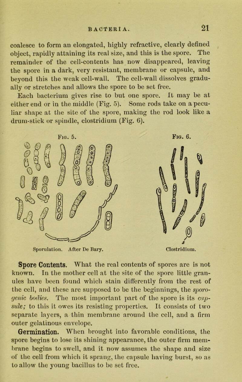 coalesce to form an elongated, highly refractive, clearly defined object, rapidly attaining its real size, and this is the spore. The remainder of the cell-contents has now disappeared, leaving the spore in a dark, very resistant, membrane or capsule, and beyond this the weak cell-wall. The cell-wall dissolves gradu- ally or stretches and allows the spore to be set free. Each bacterium gives rise to but one spore. It may be at either end or in the middle (Fig. 5). Some rods take on a pecu- liar shape at the site of the spore, making the rod look like a drum-stick or spindle, Clostridium (Fig. 6). Fig. 5. Sporulation. After De Bary. Fig. 6. Spore Contents. What the real contents of spores are is not known. In the mother cell at the site of the spore little gran- ules have been found which stain differently from the rest of the cell, and these are supposed to be the beginnings, the sporo- yenic bodies. The most important part of the spore is its cap- sule; to this it owes its resisting properties. It consists of two separate layers, a thin membrane around the cell, and a firm outer gelatinous envelope. Germination. When brought into favorable conditions, the spore begins to lose its shining appearance, the outer firm mem- I)rane begins to swell, and it now assumes the shape and size of the cell from which it sprang, the capsule having burst, so as to allow the young bacillus to be set free.