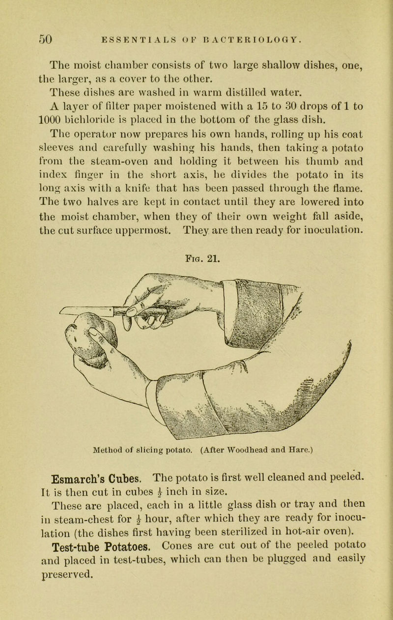 The moist chamber consists of two large shallow dishes, one, the larger, as a cover to the other. These dishes are washed in warm distilled water. A layer of filter paper moistened with a 15 to 30 drops of 1 to 1000 bichloride is placed in the bottom of the glass dish. The operator now prepares his own hands, rolling up his coat sleeves and carefully washing his hands, then taking a potato from the steam-oven and holding it between his thumb and index finger in the short axis, he divides the potato in its long axis with a knife that has been passed through the flame. The two halves are kept in contact until they are lowered into the moist chamber, when they of their own weight fall aside, the cut surface uppermost. They are then ready for inoculation. Fig. 21. Method of slicing potato. (After Woodhead and Hare.) Esmarch’s Cubes. The potato is first well cleaned and peeled. It is then cut in cubes h inch in size. These are placed, each in a little glass dish or tray and then in steam-chest for ^ hour, after which they are ready for inocu- lation (the dishes first having been sterilized in hot-air oven). Test-tube Potatoes. Cones are cut out of the peeled potato and placed in test-tubes, which can then be plugged and easily preserved.