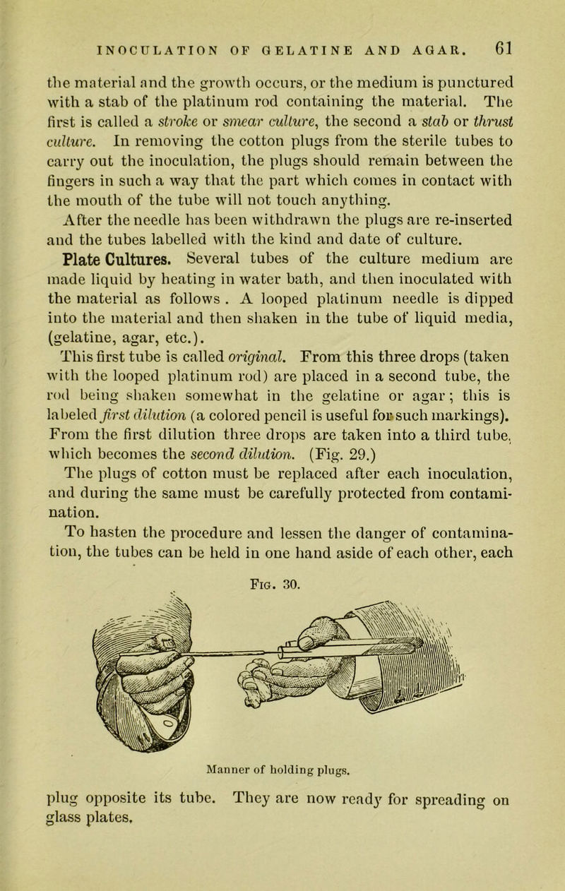 the material and the growth occurs, or the medium is punctured with a stab of the platinum rod containing the material. The first is called a stroke or smear culture^ the second a stab or thrust culture. In removing the cotton plugs from the sterile tubes to carry out the inoculation, the plugs should remain between the fingers in such a way that the part which comes in contact with the mouth of the tube will not touch anything. After the needle has been withdrawn the plugs are re-inserted and the tubes labelled with the kind and date of culture. Plate Cultures. Several tubes of the culture medium are made liquid by heating in water bath, and then inoculated with the material as follows . A looped platinum needle is dipped into the material and then shaken in the tube of liquid media, (gelatine, agar, etc.). This first tube is called original. From this three drops (taken with the looped platinum rod) are placed in a second tube, the rod being shaken somewhat in the gelatine or agar; this is labeled frst dilution (a colored pencil is useful foiisuch markings). From the first dilution three dro])s are taken into a third tube, which becomes the second dilution. (Fig. 29.) The plugs of cotton must be replaced after each inoculation, and during the same must be carefully protected from contami- nation. To hasten the procedure and lessen the danger of contamina- tion, the tubes can be held in one hand aside of each other, each Fig. 30. Manner of holding plugs. plug opposite its tube. They are now ready for spreading on glass plates.