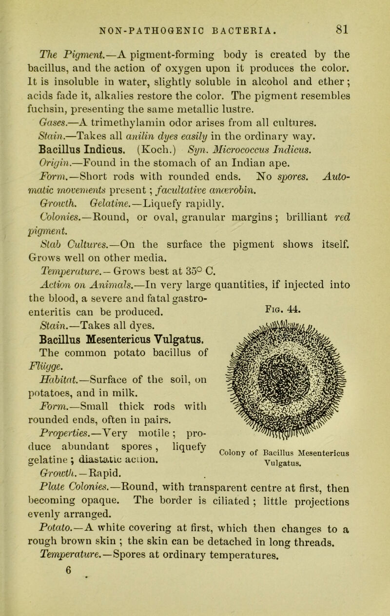 The Pigment.—A pigment-formiDg body is created by the bacillus, and the action of oxygen upon it produces the color. It is insoluble in water, slightly soluble in alcohol and ether; acids fade it, alkalies restore the color. The pigment resembles fuchsin, presenting the same metallic lustre. Gases.—A trimethylamin odor arises from all cultures. Stain.—Takes all anilin dyes easily in the ordinary way. Bacillus Indicus. (Koch.) Syn. Micrococcus Indicus. Origin.—Found in the stomach of an Indian ape. Form.—Short rods with rounded ends. Ko spores. Auto- matic movements present; facultative ancerobin. Growth. Gelatine.—Liquefy rapidly. Colonies.—Bound, or oval, granular margins; brilliant red pigment. Stab Cultures.—On the surface the pigment shows itself. Grows well on other media. Temperature. — Grows best at 35° C. Action on Animals.—In very large quantities, if injected into the blood, a severe and fatal gastro- enteritis can be produced. Stain.—Takes all dyes. Bacillus Mesentericus Vulgatus. The common potato bacillus of Fliigge. Habitat.—Surface of the soil, on potatoes, and in milk. Form.—Small thick rods with rounded ends, often in pairs. Properties.—Very motile ; pro- duce abundant spores, liquefy orelatine; diasta.tic aciiou. Growth. —'Rapid. Plate Colonies.—Rounds with transparent centre at first, then becoming opaque. The border is ciliated ; little projections evenly arranged. Potato.—A white covering at first, which then changes to a rough brown skin ; the skin can be detached in long threads. Temperature.—Spores, at ordinary temperatures. 6 Fig. 44. Colony of Bacillus Mesentericus Vulgatus.