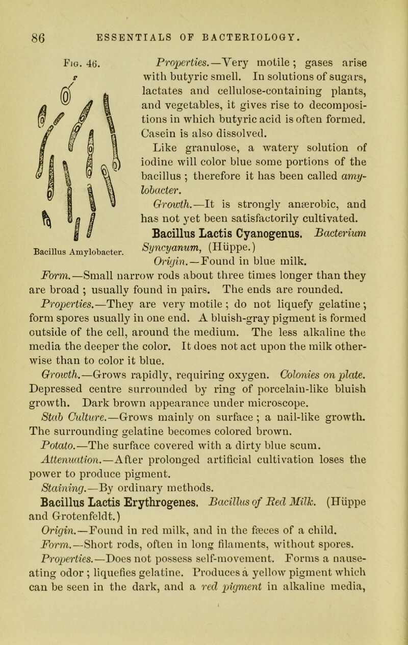 Bacillus Amylobacter. Fig. 46. Properties.—Very motile; gases arise with butyric smell. In solutions of sugars, lactates and cellulose-containing plants, and vegetables, it gives rise to decomposi- tions in which butyric acid is often formed. Casein is also dissolved. Like granulose, a Avatery solution of iodine will color blue some portions of the bacillus ; therefore it has been called amy- lohacter. Growth.—It is strongly amerobic, and has not yet been satisfactorily cultivated. Bacillus Lactis Cyanogenus. Bacterium Syncyanum, (Hiippe.) Oi'iyvn.—Found in blue milk. Form.—Small narrow rods about three times longer than they are broad ; usually found in pairs. The ends are rounded. Properties.—They are very motile ; do not liquefy gelatine; form spores usually in one end. A bluish-gray pigment is formed outside of the cell, around the medium. The less alkaline the media the deeper the color. It does not act upon the milk other- wise than to color it blue. Growth.—Grows rapidly, requiring oxygen. Colonies on plate. Depressed centre surrounded by ring of porcelain-like bluish growth. Dark brown appearance under microscope. Stah Culture.—Grows mainly on surface ; a nail-like growth. The surroundin gelatine becomes colored brown. Potato.—The surface covered with a dirty blue scum. Attenuation.—After prolonged artificial cultivation loses the power to produce pigment. Staining.—By ordinary methods. Bacillus Lactis Erythrogenes. Bacillus of Bed Milk. (Hiippe and Grotenfeldt.) Origin.—Found in red milk, and in the fteces of a child. Form.—Short rods, often in long filaments, without spores. Properties.—Does not possess self-movement. Forms a nause- ating odor ; liquefies gelatine. Produces a yelloAv pigment which can be seen in the dark, and a red pigment in alkaline media.