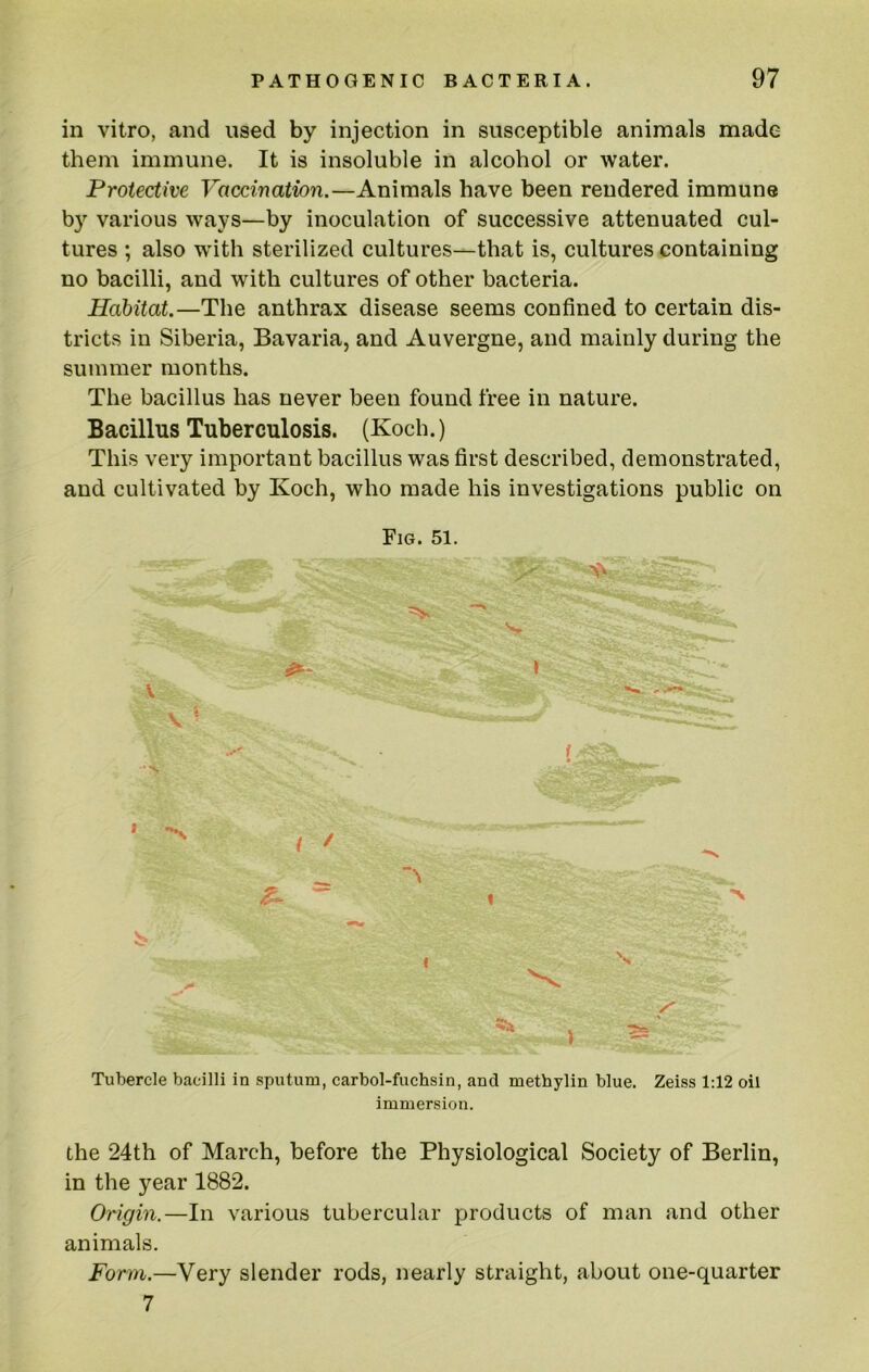 in vitro, and used by injection in susceptible animals made them immune. It is insoluble in alcohol or water. Protective Vaccination.—Animals have been rendered immune by various ways—by inoculation of successive attenuated cul- tures ; also wdth sterilized cultures—that is, cultures containing no bacilli, and with cultures of other bacteria. Habitat.—The anthrax disease seems confined to certain dis- tricts in Siberia, Bavaria, and Auvergne, and mainly during the summer months. The bacillus has never been found free in nature. Bacillus Tuberculosis. (Koch.) This very important bacillus was first described, demonstrated, and cultivated by Koch, who made his investigations public on Fig. 51. Tubercle bacilli in sputum, carbol-fuchsin, and metbylin blue. Zeiss 1:12 oil immersion. the 24th of March, before the Physiological Society of Berlin, in the year 1882. Origin.—In various tubercular products of man and other animals. Form.—Very slender rods, nearly straight, about one-quarter 7