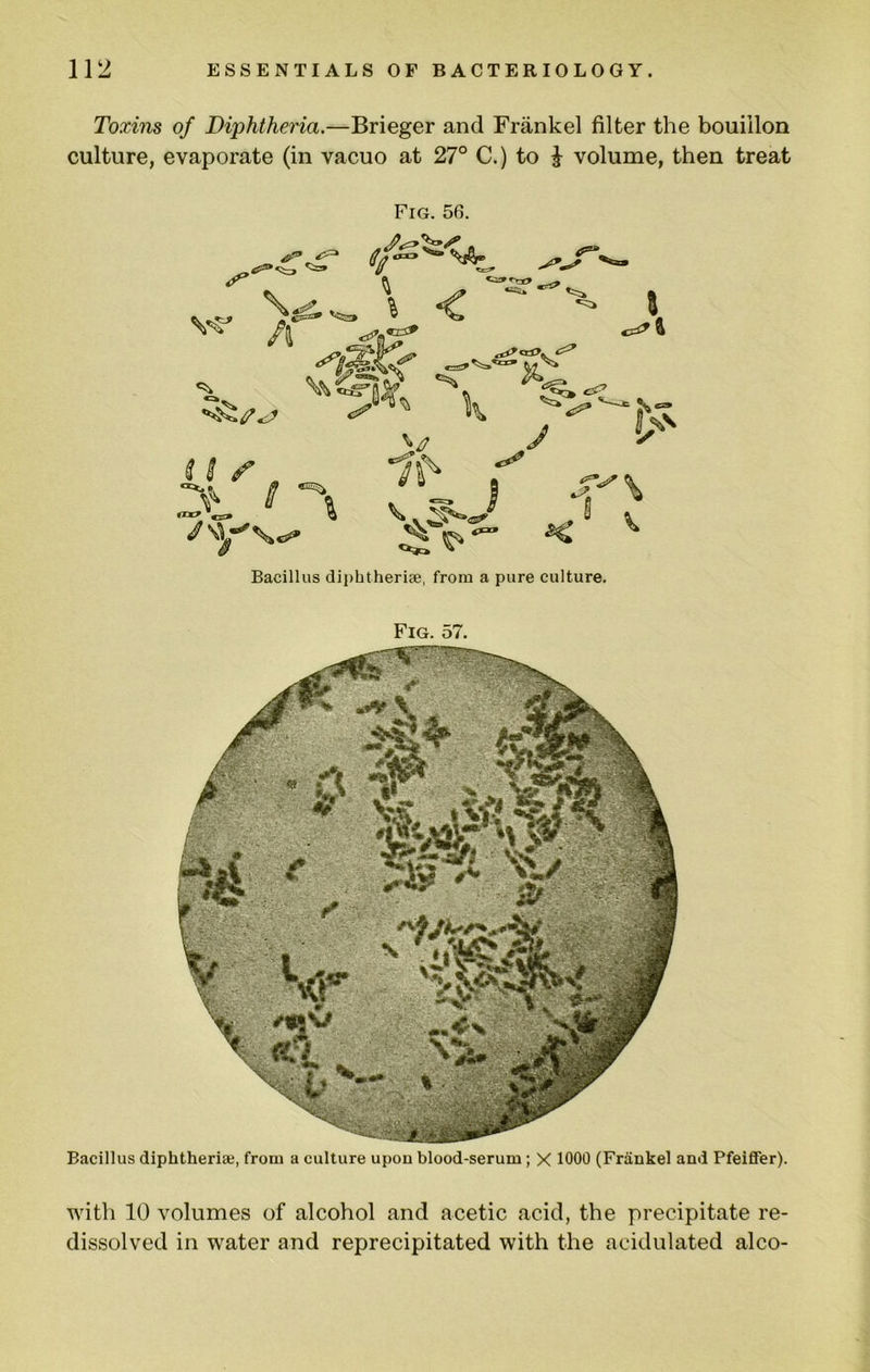 Toxins of Diphtheria.—Brieger and Frankel filter the bouillon culture, evaporate (in vacuo at 27° C.) to i volume, then treat Fig. 56 *==» A c^' «r» ‘7^ j K Bacillus diphtheria;, from a pure culture. Bacillus diphtherise, from a culture upon blood-serum; X 1000 (Frankel and Pfeiffer). Fig. 57. with 10 volumes of alcohol and acetic acid, the precipitate re- dissolved in water and reprecipitated with the acidulated alco-