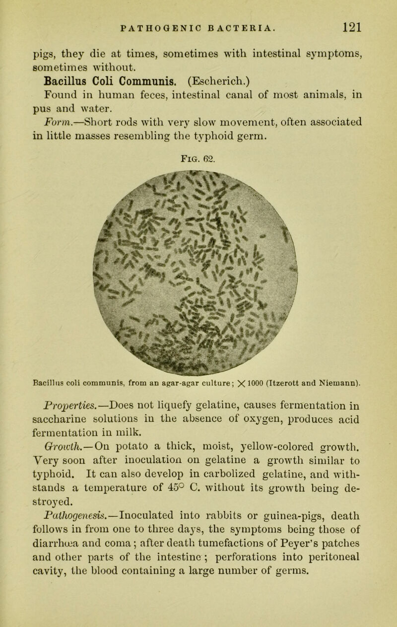 pigs, they die at times, sometimes with intestinal symptoms, sometimes without. Bacillus Coli Communis. (Escherich.) Found in human feces, intestinal canal of most animals, in pus and water. Form.—Short rods with very slow movement, often associated in little masses resembling the typhoid germ. Fig. 62. Bacillus coli communis, from an agar-agar culture; X 1000 (Ttzerott and Niemann). Properties.—Does not liquefy gelatine, causes fermentation in saccharine solutions in the absence of oxygen, produces acid fermentation in milk. Growth.—On potato a thick, moist, yellow-colored growth. Very soon after inoculation on gelatine a growth similar to typhoid. It can also develop in carbolized gelatine, and with- stands a temperature of 45° C. without its growth being de- stroyed. Pathogenesis.—Inoculated into rabbits or guinea-pigs, death follows in from one to three days, the symptoms being those of diarrhoea and coma; after death tumefactions of Peyer’s patches and other parts of the intestine ; perforations into peritoneal cavity, the blood containing a large number of germs.