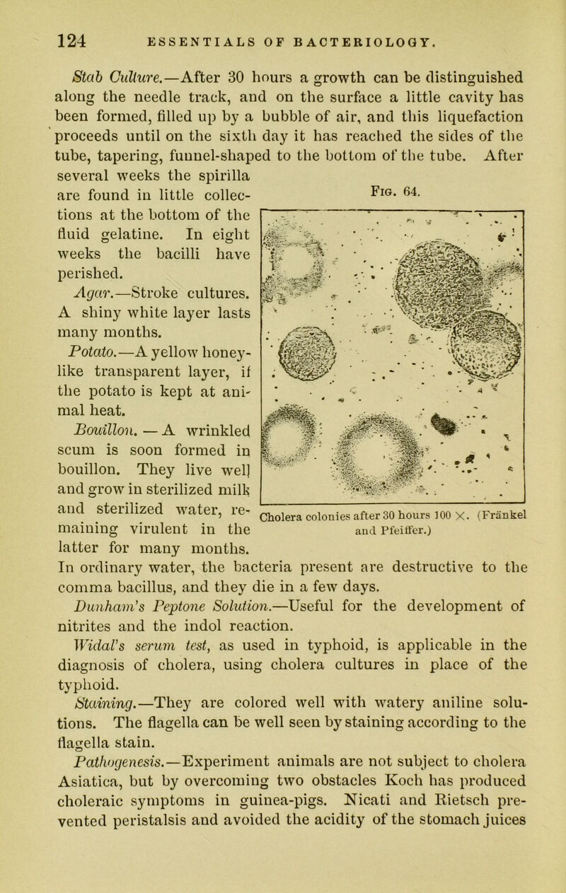 Stab Culture.—After 30 hours a growth can be distinguished along the needle track, and on the surface a little cavity has been formed, filled up by a bubble of air, and this liquefaction proceeds until on the sixth day it has reached the sides of the tube, tapering, funnel-shaped to the bottom of the tube. After several weeks the spirilla are found in little collec- tions at the bottom of the fluid gelatine. In eight weeks the bacilli have perished. Agar.—Stroke cultures. A shiny white layer lasts many months. Potato.—A yellow honey- like transparent layer, if the potato is kept at ani- mal heat. Bouillon. — A wrinkled scum is soon formed in bouillon. They live wel] and grow in sterilized milk and sterilized water, re- Ciolera colonies after 30 hours 100 X. (Frankel maining virulent in the and pfeitfer.) latter for many months. In ordinary water, the bacteria present are destructive to the comma bacillus, and they die in a few days. Dunham’s Peptone Solution.—Useful for the development of nitrites and the indol reaction. Widal’s serum test, as used in typhoid, is applicable in the diagnosis of cholera, using cholera cultures in place of the typhoid. Staining.—They are colored well with watery aniline solu- tions. The flagella can be well seen by staining according to the flagella stain. V. •. - • • ; a Pathogenesis.—Experiment animals are not subject to cholera Asiatica, but by overcoming two obstacles Koch has produced choleraic symptoms in guinea-pigs. Nicati and Rietsch pre- vented peristalsis and avoided the acidity of the stomach juices