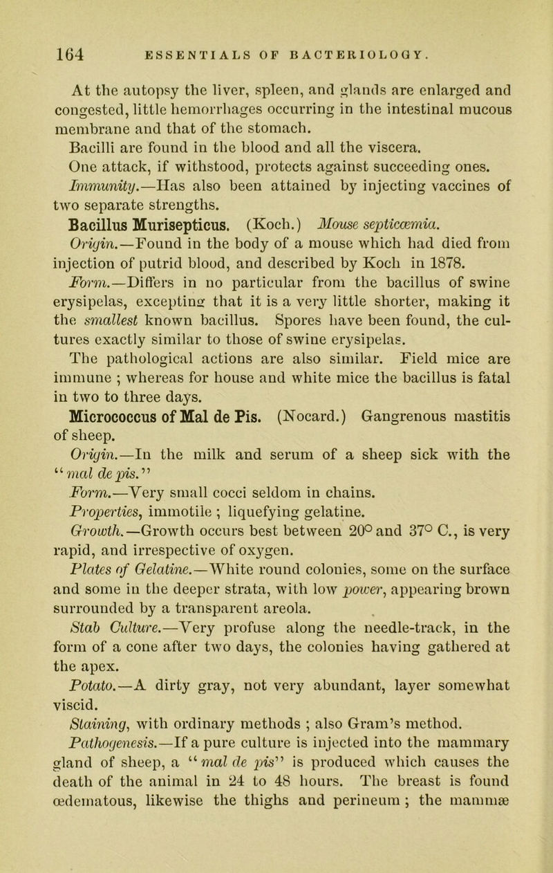 At the autopsy the liver, spleen, and inlands are enlarged and congested, little hemorrhages occurring in the intestinal mucous membrane and that of the stomach. Bacilli are found in the blood and all the viscera. One attack, if withstood, protects against succeeding ones. Immunity.—Has also been attained by injecting vaccines of two separate strengths. Bacillus Murisepticus. (Koch.) Mouse septiccemia. Origin.—Found in the body of a mouse which had died from injection of putrid blood, and described by Koch in 1878. Form.—Differs in no particular from the bacillus of swine erysipelas, exceptins: that it is a very little shorter, making it the smallest known bacillus. Spores have been found, the cul- tures exactly similar to those of swine erysipelas. The pathological actions are also similar. Field mice are immune ; whereas for house and white mice the bacillus is fatal in two to three days. Micrococcus of Mai de Pis. (Nocard.) Gangrenous mastitis of sheep. Origin.—In the milk and serum of a sheep sick with the “mal depis.'^'’ Form.—Very small cocci seldom in chains. Properties^ immotiie ; liquefying gelatine. Growth.—Growth occurs best between 20° and 37° C., is very rapid, and irrespective of oxygen. Plates of Gelatine.—White round colonies, some on the surface and some in the deeper strata, with low power., appearing brown surrounded by a transparent areola. Stab Culture.—Very profuse along the needle-track, in the form of a cone after two days, the colonies having gathered at the apex. Potato.—A dirty gray, not very abundant, layer somewhat viscid. Staining, with ordinary methods ; also Gram’s method. Pathogenesis.—If a pure culture is injected into the mammary gland of sheep, a mal de pis’’’’ is produced which causes the death of the animal in 24 to 48 hours. The breast is found cedematous, likewise the thighs and perineum ; the mammae