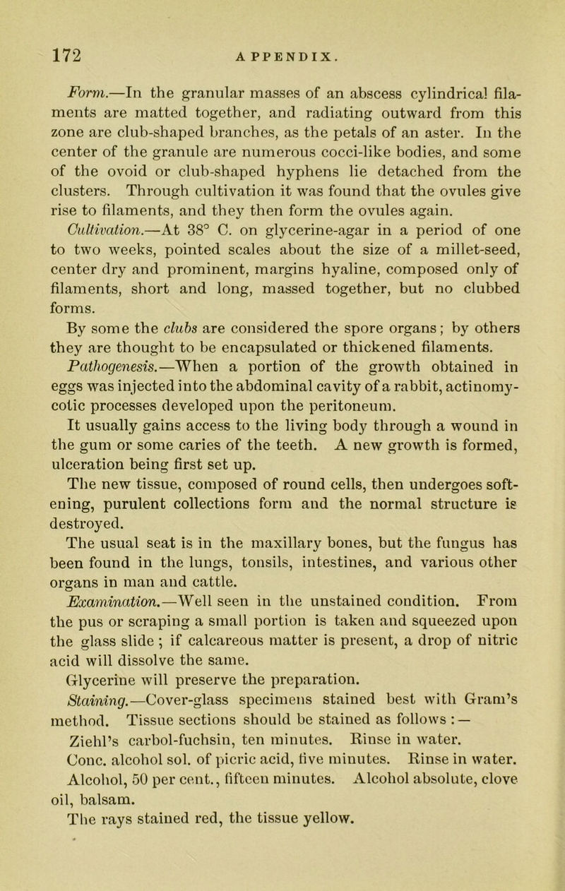 Form.—In the granular masses of an abscess cylindrical fila- ments are matted together, and radiating outward from this zone are club-shaped branches, as the petals of an aster. In the center of the granule are numerous cocci-like bodies, and some of the ovoid or club-shaped hyphens lie detached from the clusters. Through cultivation it was found that the ovules give rise to filaments, and they then form the ovules again. Cultivation.—At 38° C. on glycerine-agar in a period of one to two weeks, pointed scales about the size of a millet-seed, center dry and prominent, margins hyaline, composed only of filaments, short and long, massed together, but no clubbed forms. By some the clubs are considered the spore organs; by others they are thought to be encapsulated or thickened filaments. Pathogenesis.—When a portion of the growth obtained in eggs was injected into the abdominal cavity of a rabbit, actinomy- cotic processes developed upon the peritoneum. It usually gains access to the living body through a wound in the gum or some caries of the teeth. A new growth is formed, ulceration being first set up. The new tissue, composed of round cells, then undergoes soft- ening, purulent collections form and the normal structure is destroyed. The usual seat is in the maxillary bones, but the fungus has been found in the lungs, tonsils, intestines, and various other organs in man and cattle. Examination.—Well seen in the unstained condition. From the pus or scraping a small portion is taken and squeezed upon the glass slide ; if calcareous matter is present, a drop of nitric acid will dissolve the same. Glycerine will preserve the preparation. Staining.—Cover-glass specimens stained best with Gram’s method. Tissue sections should be stained as follows : — Ziehl’s carbol-fuchsin, ten minutes. Kinse in water. Cone, alcohol sol. of picric acid, five minutes. Rinse in water. Alcohol, 50 per cent., fifteen minutes. Alcohol absolute, clove oil, balsam. The rays stained red, the tissue yellow.