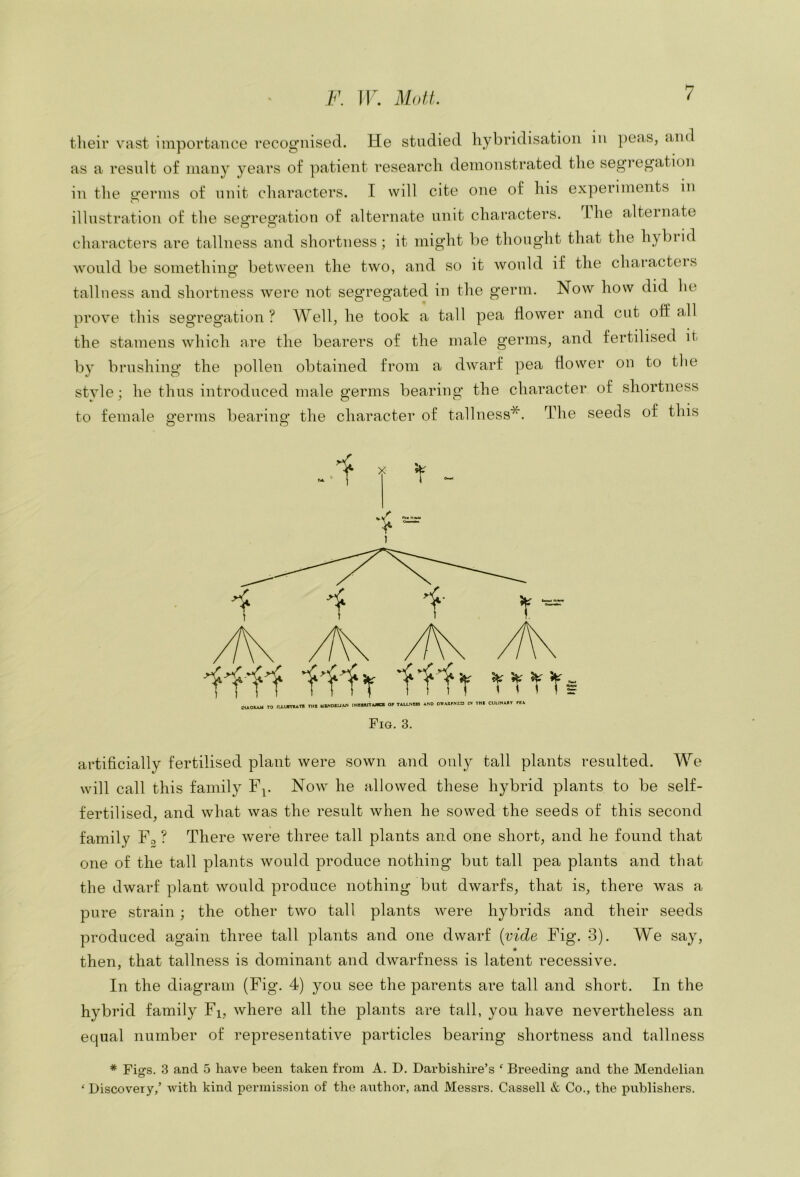 tlieir vast importance recog’iiised. He studied hybridisation in peas, and as a result of many years of patient research demonstrated the segregation in the e'erms of unit characters. I will cite one of his experiments in illustration of the se^^reo’ation of alternate unit characters, ihe alternate characters are tallness and shortness; it might be thought that the hybnd would be somethino* between the two, and so it would if the characteis tallness and shortness were not segregated in the germ. Now how did lie prove this segregation ? Well, he took a tall pea flower amd cut off all the stamens which are the bearers of the male germs, and fertilised it by brushing the pollen obtained from a dwarf pea flower on to tlie style; he thus introduced male germs bearing the character of shortness to female germs bearing the character of tallness*. The seeds of this -■1^ ’r KAOIAIJ TO ILLUnOAT* Tll« MiNDEUAK OP TALUNBB AND DWAAPNiJS IN INI CULINAlT PIA Fig. 3. artificially fertilised plant were sown and only tall plants resulted. We will call this family F^. Now he allowed these hybrid plants to be self- fertilised, and what was the result when he sowed the seeds of this second family Fo ? There were three tall plants and one short, and he found that one of the tall plants would produce nothing but tall pea plants and that the dwarf plant would produce nothing but dwarfs, that is, there was a pure strain; the other two tall plants were hybrids and their seeds produced again three tall plants and one dwarf {vide Fig. 3). We say, then, that tallness is dominant and dwarfness is latent recessive. In the diagram (Fig. 4) you see the parents are tall and short. In the hybrid family Fi, where all the plants are tall, you have nevertheless an equal number of representative particles bearing shortness and tallness * Fiofs. 3 and 5 have been taken from A. D. Darbishire’s ‘ Breedins; and the Mendelian o o ‘ Discovery/ with kind permission of the author, and Messrs. Cassell & Co., the publishers.