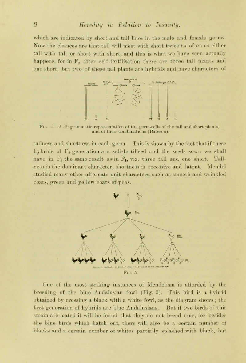 whicli are indicated by short and tall lines in the male and female germs. Now the chances are that tall will meet with short twice as often as either tall with tall or short with shorty and this is what we have seen actnally happens, for in Fo after self-fertilisation there are three tall plants and one short, bnt two of these tall plants are hybrids and have characters of ( Parenls TT tt Gartn. ceUa of Hjrbnxi O/f'apnri^ of Ft * F, 0* cfila /\ -- ' V s 1 1 1 II Tt tt Tt tT tt Fi«. 4.—A diagTainiiiatic representation of the germ-cells of the tall and short plants, and of their combinations (Bateson). tallness and shortness in each germ. This is shown by the fact that if these hybrids of F3 generation are self-fertilised and the seeds sown \ve shall have in F3 the same resnlt as in Fi, viz. three tall and one short. Tall- ness is the dominant character, shortness is recessive and latent. Mendel studied many other alternate unit characters, such as smooth and wrinkled coats, green and yellow coats of peas. CIACKAII Ui mCSTiiMI IMl- IVHIKIT VNl.B OP LOlUUI IN Till ANOAl.t'SIAN rO»L Fio. r,. One of the most striking instances of Mendelisin is aft'orded by the * breeding of the blue Andalusian fowl (Fig. 5). This bird is a hybrid obtained by crossing a black with a white fowl, as the diagram shows; the first generation of hybrids are blue Andalusians. But if two birds of this strain are mated it will be found that they do not breed true, for l)esides the blue birds which hatch out, there will also be a certain number of blacks and a certain number of whites partially splashed with black, but