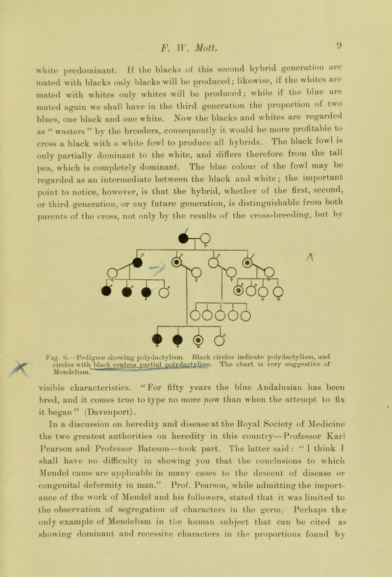 <» white predoiniinint. It the blacks of this second liybvid g-enerati(jn fUt inated with blacks only blacks will be prodnced; likewise, if the whites arc* mated with whites only whites will be produced; while if the blue aic. mated again we shall have in the third generation the proportion of tw(j blues, one black and one white. Now the blacks and whites are legaidcd as wasters ” by the breeders, consequently it would be-more profitable to cross a black with a, white fowl to produce all hybrids. the black fowl is only partially dominant to the white, and differs therefore from the tall pea, which is completely dominant. The blue colour of the fowl may be reo-arded as an intermediate between the black and white; the important point to notice, however, is that the hybrid, whether of the first, second, or third generation, or any future generation, is distinguishable from both parents of the cross, not only by the results of the cross-breeding, but by Fiy. 0.—Pedigree showiiiy; polydactylism. Black circles indicate polydactylisin, and circles with black centres -partial polydactylisin. The chart is very suggestive of Mendelism. visible characteristics. ^^For fifty years the blue Andalusian has been bred, and it comes true to type no more now than when the attempt to fix it began (Davenport). In a discussion on heredity and disease at the Koyal Society of Medicine the two greatest authorities on heredity in this country—Professor Karl Pearson and Professor Bateson—took part. Ifiie latter said : “ I think I shall have no difficulty in showing you that the conclusions to which iNfendel came are applical)le in many cases to the descent of disease or congenital deformity in man.^’ Prof. Pearson, while admitting the import- ance of the work of Mendel and his followers, stated that it was limited to the observation of segregation of characters in the germ. Perhaps the oidy example of Mendelism in the human subject that can be cited as showing dominant and recessive characters in thr» ju-oiiortions found by