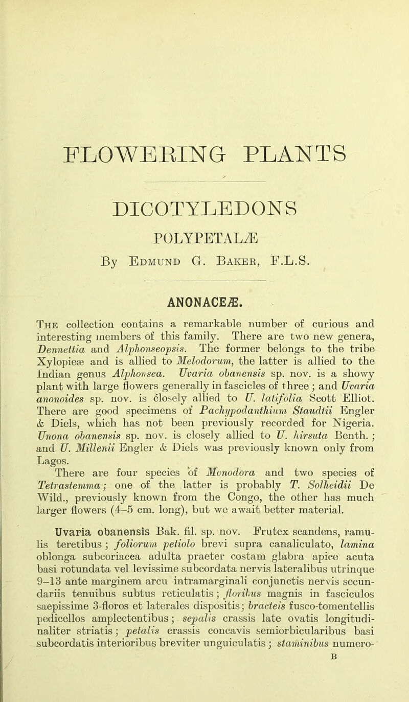 FLOWERING PLANTS DICOTYLEDONS POLYPETALJ5 By Edmund G. Bakee, F.L.S. ANONACEiE. The collection contains a remarkable number of curious and interesting jnembers of this family. There are two new genera, Dennettia and Alphonseopsis. The former belongs to the tribe Xylopieae and is allied to Melodorum, the latter is allied to the Indian genus Alplwnsea. Uvaria ohanensis sp. nov. is a showy plant with large flowers generally in fascicles of three ; and Uvaria anonoides sp. nov. is closely allied to U. latifolia Scott Elliot. There are good specimens of Pachipodanthiam Staudtii Engler & Diels, which has not been previou.sly recorded for Nigeria. Unona ohanensis sp. nov. is closely allied to U. hirsuta Benth.; and U. Millenii Engler & Diels was previously known only from Lagos. There are four species of Monodora and two species of Tetrastenma; one of the latter is probably T. SoUieidii De Wild., previously known from the Congo, the other has much larger flowers (4-5 cm. long), but we await better material. Uvaria obanensis Bak. fil. sp. nov. Frutex scandens, ramu- lis teretibus ; foliorum petiolo brevi supra canaliculate, lamina oblonga subcoriacea adulta praeter costam glabra apice acuta basi rotundata vel levissime subcordata nervis lateralibus utrinque 9-13 ante marginem arcu intramarginali conjunctis nervis secun- dariis tenuibus subtus reticulatis; flm ihus magnis in fascicules saepissime 3-floros et laterales dispositis^ bracteis fusco-tomentellis pedicellos amplectentibus; sepalis crassis late ovatis longitudi- naliter striatis; petalis crassis concavis semiorbicularibus basi subcordatis interioribus breviter unguiculatis; staminihiis numero- B