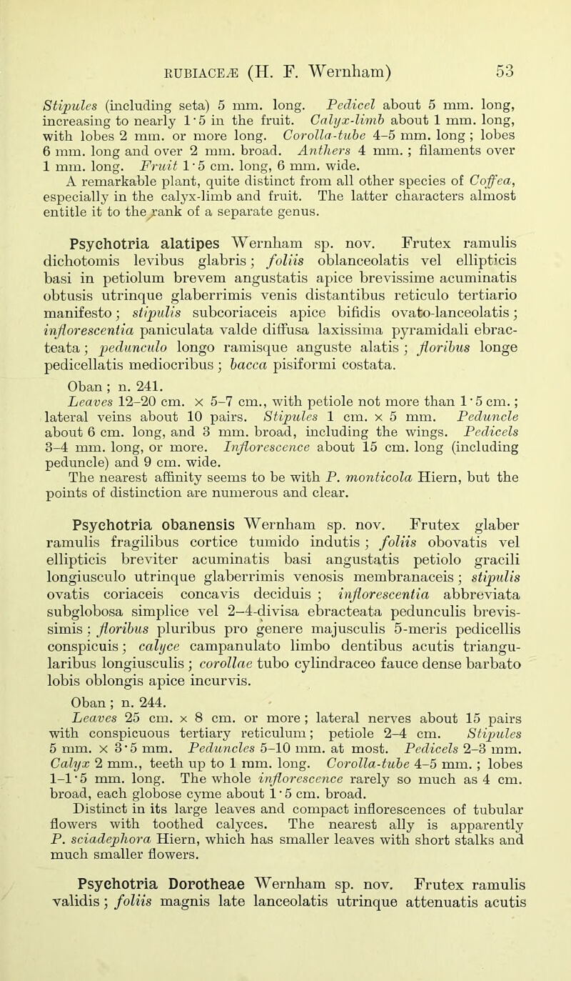 Stipules (including seta) 5 mm. long. Pedicel about 5 mm. long, increasing to nearly 1‘5 in the fruit. Calyx-limb about 1 mm. long, with lobes 2 mm. or more long. Corolla-tube 4-5 mm. long ; lobes 6 mm. long and over 2 mm. broad. Anthers 4 mm. ; filaments over 1 mm. long. Fridt 1 • 5 cm. long, 6 mm. wide. A remarkable plant, quite distinct from all other species of Coffea, especially in the calyx-limb and fruit. The latter characters almost entitle it to the/ank of a separate genus. Psyehotria alatipes Wernham sp. nov. Frutex ramulis dichotomis levibus glabris; foliis oblanceolatis vel ellipticis basi in petiolum brevem angustatis apice brevissime acuminatis obtusis utrinque glaberrimis venis distantibus reticulo tertiario manifesto; stipiilis subcoriaceis apice bifidis ovato-lanceolatis; inflorescentia paniculata valde diffusa laxissima pyramidali ebrac- teata; pedunculo longo ramisque anguste alatis ; Jiorihus longe pedicellatis mediocribus ; hacca pisiformi costata. Oban ; n. 241. Leaves 12-20 cm. x 5-7 cm., with petiole not more than 1'5 cm.; lateral veins about 10 pairs. Stipules 1 cm. x 5 mm. Peduncle about 6 cm. long, and 3 mm. broad, including the wings. Pedicels 3-4 mm. long, or more. Inflorescence about 15 cm. long (including peduncle) and 9 cm. wide. The nearest affinity seems to be with P. monticola Hiern, but the points of distinction are numerous and clear. Psyehotria obanensis Wernham sp. nov. Frutex glaber ramulis fragilibus cortice tumido indutis; foliis obovatis vel ellipticis breviter acuminatis basi angustatis petiolo gracili longiusculo utrinque glaberrimis venosis membranaceis; stipulis ovatis coriaceis concavis deciduis ; inflorescentia abbreviata subglobosa simplice vel 2-4-divisa ebracteata pedunculis brevis- simis; floribus pluribus pro genere majusculis 5-meris pedicellis conspicuis; calyce campanulato limbo dentibus acutis triangu- laribus longiusculis ; corollae tubo cylindraceo fauce dense barbato lobis oblongis apice incurvis. Oban; n. 244. Leaves 25 cm. x 8 cm. or more; lateral nerves about 15 pairs with conspicuous tertiary reticulum; petiole 2-4 cm. Stipules 5 mm. X 3’5 mm. Peduncles 5-10 mm. at most. Pedicels 2-3 mm. Calyx 2 mm., teeth up to 1 ram. long. Corolla-tube 4-5 mm. ; lobes 1-1 • 5 mm. long. The whole inflorescence rarely so much as 4 cm. broad, each globose cyme about 1 • 5 cm. broad. Distinct in its large leaves and compact inflorescences of tubular flowers with toothed calyces. The nearest ally is apparently P. sciadephora Hiern, which has smaller leaves with short stalks and much smaller flowers. Psyehotria Dorotheae Wernham sp. nov. Frutex ramulis validis; foliis magnis late lanceolatis utrinque attenuatis acutis