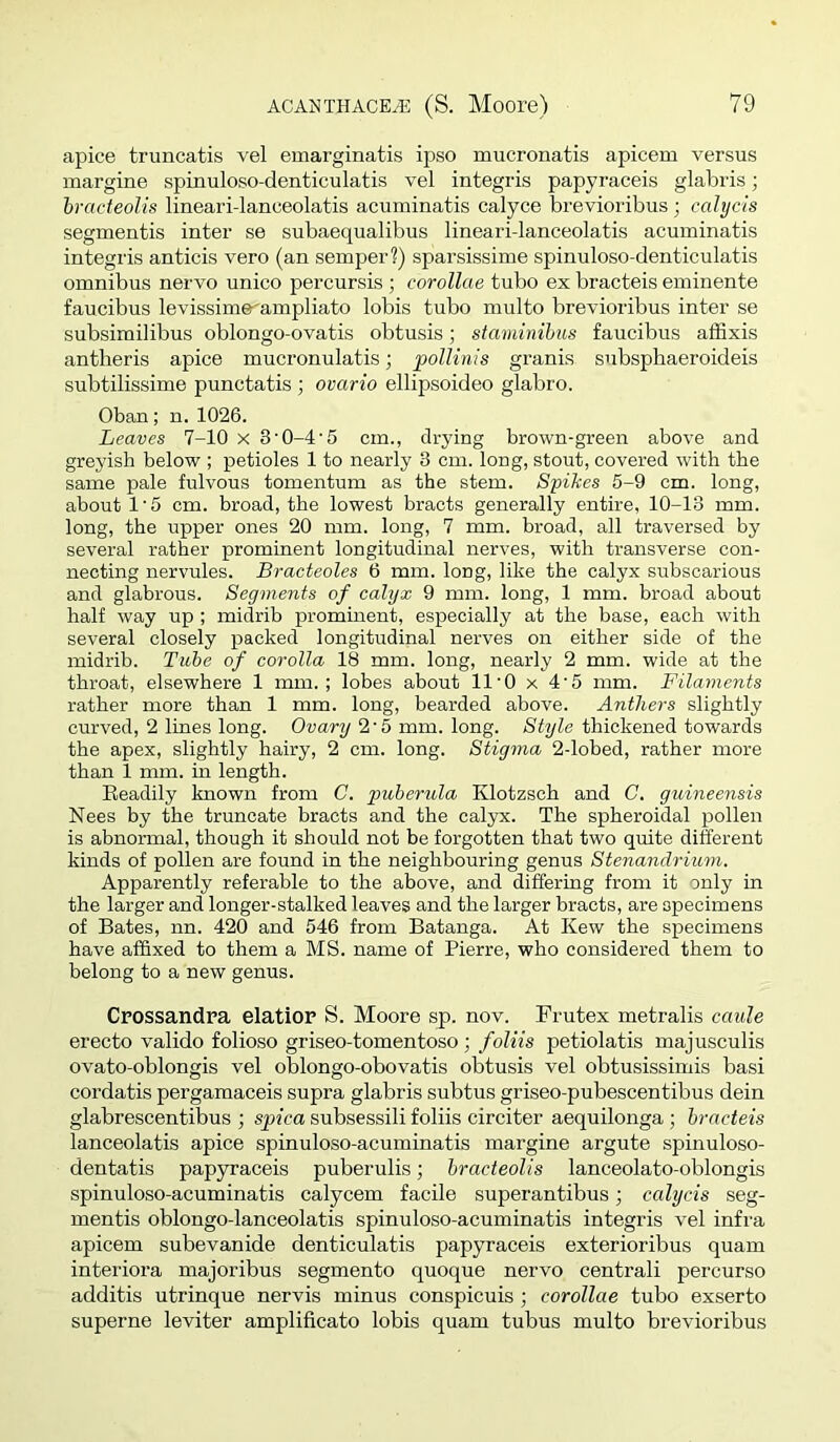 apice truncatis vel emarginatis ipso mucronatis apicem versus margine spinuloso-denticulatis vel integris papyraceis glabris; bracteolis lineari-lanceolatis acuminatis calyce brevioribus; cahjcis segmentis inter se subaequalibus lineari-lanceolatis acuminatis integris anticis vero (an semper?) sparsissime spinuloso-denticulatis omnibus nervo unico percursis ; corollas tubo ex bracteis eminente faucibus levissime^ampliato lobis tubo multo brevioribus inter se subsimilibus oblongo-ovatis obtusis; staminihus faucibus afSxis antheris apice mucronulatis; pollinis granis subsphaeroideis subtilissime punctatis ; ovario ellipsoideo glabro. Oban; n. 1026. Leaves 7-10 x 3’0-4'5 cm., drying brown-green above and greyish below ; petioles 1 to nearly 3 cm. long, stout, covered with the same pale fulvous tomentum as the stem. Spikes 5-9 cm. long, about 1‘5 cm. broad, the lowest bracts generally entire, 10-13 mm. long, the upper ones 20 mm. long, 7 mm. broad, all traversed by several rather prominent longitudinal nerves, with transverse con- necting nervules. Bracteoles 6 mm. long, like the calyx subscarious and glabrous. Segments of calyx 9 mm. long, 1 mm. broad about half way up ; midrib prominent, especially at the base, each with several closely packed longitudinal nerves on either side of the midrib. Tube of corolla 18 mm. long, nearly 2 mm. wide at the throat, elsewhere 1 mm.; lobes about 11’0 x 4’5 mm. Filaments rather more than 1 mm. long, bearded above. Anthers slightly curved, 2 lines long. Ovary 2'5 mm. long. Style thickened towards the apex, slightly hairy, 2 cm. long. Stigma 2-lobed, rather more than 1 mm. in length. Eeadily known from C. imberula Klotzsch and C. guineensis Nees by the truncate bracts and the calyx. The spheroidal pollen is abnormal, though it should not be forgotten that two quite diferent kinds of pollen are found in the neighbouring genus Stenandrium. Apparently referable to the above, and differing from it only in the larger and longer-stalked leaves and the larger bracts, are specimens of Bates, nn. 420 and 546 from Batanga. At Kew the specimens have affixed to them a MS. name of Pierre, who considered them to belong to a new genus. Crossandra elatiop S. Moore sp. nov. Frutex metralis cauls erecto valido folioso griseo-tomentoso ; foliis petiolatis majusculis ovato-oblongis vel oblongo-obovatis obtusis vel obtusissimis basi cordatis pergamaceis supra glabris subtus griseo-pubescentibus dein glabrescentibus ; spica subsessili foliis circiter aequilonga ; bracteis lanceolatis apice spinuloso-acuminatis margine argute spinuloso- dentatis papyraceis pubei'ulis; bracteolis lanceolato-oblongis spinuloso-acuminatis calycem facile superantibus; calycis seg- mentis oblongo-lanceolatis spinuloso-acuminatis integris vel infra apicem subevanide denticulatis papyraceis exterioribus quam interiora majoribus segmento quoque nervo centrali percurso additis utrinque nervis minus conspicuis ; corollae tubo exserto superne leviter amplificato lobis quam tubus multo brevioribus