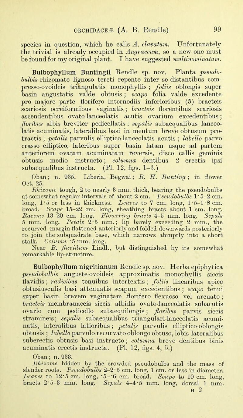 species in question, which he calls A. clavatum. Unfortunately the trivial is already occupied in Angraecum, so a new one must be found for my original plant. I have suggested nmltinuminatim. Bulbophyllum Buntingii Rendle sp. nov. Planta pseudo- hulhis rhizomate lignoso tereti repente inter se distantihus com- presso-ovoideis trikngulatis monophyllis; folils oblongis super basin angustatis valde obtusis; scapo folia valde excedente pro majore parte florifero internodiis inferioribus (5) bracteis scariosis ocreiformibus vaginatis; hracteis florentibus scariosis ascendentibus ovato-lanceolatis acutis ovarium excedentibus; Jiorihus albis breviter pedicellatis; sepalis subaequalibus lanceo- latis acuminatis, lateralibus basi in mentum breve obtusum pro- tractis ; petalis parvulis elliptico-lanceolatis acutis ; lahello parvo crasso elliptico, lateribus super basin latam usque ad partem anteriorem ovatam acuminatam reversis, disco callis geminis obtusis medio instructo; columna dentibus 2 erectis ipsi subaequalibus instructa. (PI. 12, figs. 1-3.) Oban; n. 935. Liberia, Begwai; B. H. Bunting-, in flower Oct. 25. Rhizome tough, 2 to nearly 3 mm. thick, bearing the pseudobulbs at somewhat regular intervals of about 2 cm. Pseudobulbs 1 • 5-2 cm. long, l'5or less in thickness. Leaves to 7 cm. long, 1'5-1'8 cm. broad. Scape 15-22 cm. long, sheathing bracts about 1 cm. long. Raceme 13-20 cm. long. Flotoering bracts 4-5 mm. long. Sepals 5 mm. long. Petals 2’5 mm.; lip barely exceeding 2 mm., the recurved margin flattened anteriorly and folded downwards posteriorly to join the subquadrate base, which narrows abruptly into a short stalk. Column '5 mm. long. Near B. flavidum Lindl., but distinguished by its somewhat remarkable lip-structure. Bulbophyllum nigritianum Rendle sp. nov. Herba epiphytica pseudohulbis anguste-ovoideis approximatis monophyllis siccis flavidis; radicibus tenuibus intertextis; foliis linearibus apice obtusiusculis basi attenuatis scapum excedentibus; scapo tenui super basin brevem vaginatam florifero fiexuoso vel arcuato; bracteis membranaceis siccis albidis ovato-lanceolatis subacutis ovario cum pedicello subaequilongis; floribus parvis siccis stramineis; sepalis subaequalibus triangulari-lanceolatis acumi- natis, lateralibus latioribus; petalis parvulis elliptico-oblongis obtusis ; labello parvulo recurvato oblongo obtuso, lobis lateralibus suberectis obtusis basi instructo; columna breve dentibus binis acuminatis erectis instructa. (PI. 12, figs. 4, 5.) Oban; n. 933. Rhizome hidden by the crowded pseudobulbs and the mass of slender roots. Pseudobulbs 2-2'5 cm. long, 1 cm. or less in diameter. Leaves to 12'5 cm. long, ‘5-‘6 cm. broad. Scape to 10 cm. long, bracts 2'5-3 mm. long. Sepals 4-4'5 mm. long, dorsal 1 mm. H 2