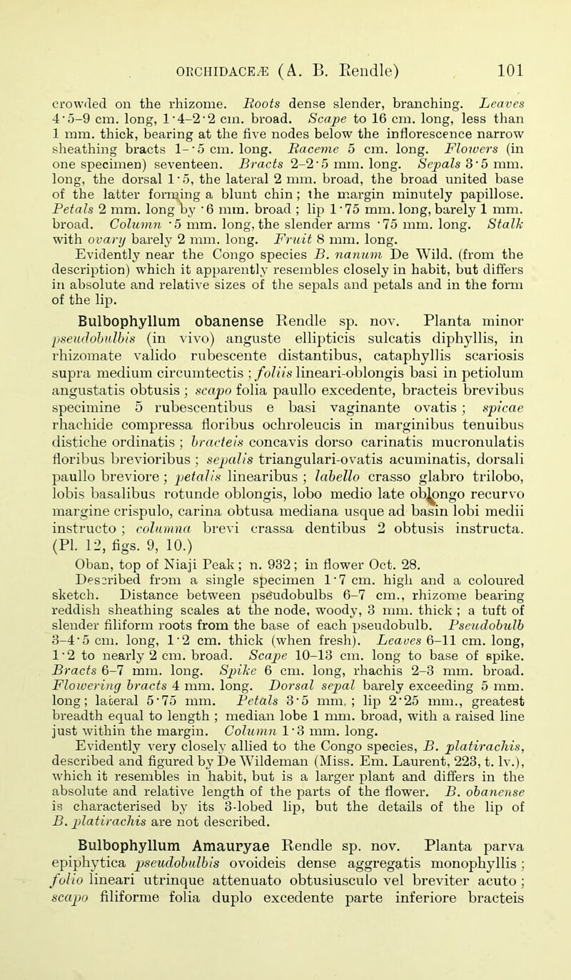 ci'owfled on the rhizome. Boots dense slender, branching. Leaves 4’5-9 cm. long, l’4-2’2 cm. broad. Scape to 16 cm. long, less than 1 mm. thick, bearing at the five nodes below the inflorescence narrow sheathing bracts l-'5 cm. long. Raceme 5 cm. long. Floivers (in one specimen) seventeen. Bracts 2-2'5 mm. long. Sepals 5 mm. long, the dorsal 1'5, the lateral 2 mm. broad, the broad united base of the latter forming a blunt chin; the margin minutely papillose. Petals 2 mm. longlby ’6 mm. broad ; lip 1'75 mm. long, barely 1 mm. broad. Column '5 mm. long, the slender arms 'To mm. long. Stalk with ovary barely 2 mm. long. Fruit 8 mm. long. Evidently near the Congo species B. nanum De Wild, (from the description) which it apparently resembles closely in habit, but differs in absolute and relative sizes of the sepals and petals and in the form of the lip. Bulbophyllum obanense Rendle sp. nov. Planta minor pseudolmlbis (in vivo) anguste ellipticis sulcatis dipliyllis, in rhizoinate valido rubescente distantibus, cataphyllis scariosis supra medium circumtectis ; folris lineari-oblongis basi in petiolum angustatis obtusis; scapo folia paullo excedente, bracteis brevibus specimine 5 rubescentibus e basi vaginante ovatis; spicae rhachide compressa floribus ocbroleucis in marginibus tenuibus distiche ordinatis ; bracteis concavis dorso carinatis mucronulatis floribus brevioribus ; sepal is triangulari-ovatis acuminatis, dorsali paullo breviore; petal is linearibus ; lahello crasso glabro trilobo, lobis basalibus rotunde oblongis, lobo medio late ob^ngo recurvo margine crispulo, carina obtusa mediana usque ad basin lobi medii instructo ; columna brevi cras.sa dentibus 2 obtusis instructa. (PI. 12, tigs. 9, 10.) Oban, top of Niaji Peak ; n. 932; in flower Oct. 28. Described from a single specimen 1'7 cm. high and a coloured sketch. Distance between psemdobulbs 6-7 cm., rhizome bearing reddish sheathing scales at the node, woody, 3 mm. thick ; a tuft of slender filiform roots from the base of each pseudobulb. Pseudobulb 3-4'5 cm. long, 1'2 cm. thick (when fresh). Leaves 6-11 cm. long, 1'2 to nearly 2 cm. broad. Scape 10-13 cm. long to base of spike. Bracts 6-7 mm. long. Spike 6 cm. long, rhachis 2-3 mm. broad. Flowering bracts 4 mm. long. Dorsal sepal barely exceeding 5 mm. long; lateral 5'75 mm. Petals 3'5 mm.; lip 2‘25 mm., greatest breadth equal to length ; median lobe 1 mm. broad, with a raised line just within the margin. Column 1'3 mm. long. Evidently very closely allied to the Congo species, B. platiracliis, described and figured by De Wildeman (Miss. Em. Laurent, 223, t. Iv.), which it resembles in habit, but is a larger plant and differs in the absolute and relative length of the parts of the flower. B. obanense is characterised by its 3-lobed lip, but the details of the lip of B. platiracliis are not described. Bulbophyllum Amauryae Rendle sp. nov. Planta parva epipbytica pseudobulbis ovoideis dense aggregatis monopbyllis; folio linear! utrinque attenuato obtusiusculo vel breviter acuto; scapo filifornie folia duplo excedente parte inferiore bracteis