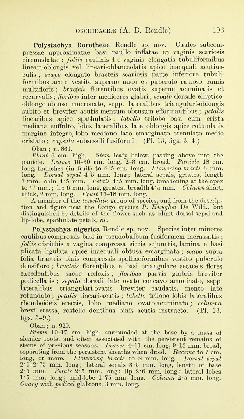 Polystaehya Dorotheae Rendle sp. nov. Caules subcom- pressae approximatae basi paullo inflatae et vaginis scariosis circumdatae ; foliis caulinis 4 e vaginis elongatis tubuliformibns lineari-oblongis vel lineari-oblanceolatis apice inaequali acutius- culis ; scapo elongate bracteis scariosis parte inferiore tubuli- formibus arete vestito superne nudo et puberulo ramoso, ramis inultifloris; hrao^eis florentibus ovatis superne acuminatis et recuvvatis; florihiis inter mediocres glabri; sepalo dorsale elliptico- oblongo obtuso mucronato, sepp. lateralibus triangulari-oblongis subito et breviter acutis mentum obtusum efformantibus; pe/aZ/s linearibiis apice spathulatis; labello trilobo basi cum crista mediana suffulto, lobis lateralibus late oblongis apice rotundatis margine integro, lobo mediano lato einarginato crenulato medio cristate; capsaZa subsessili fusiformi. (PI. 13, figs. 3, 4.) Oban ; n. 861. Plant 6 cm. high. Stem leafy below, passing above into the panicle. Leaves 10-30 cm. long, 2-3 cm. broad. Panicle 18 cm. long, branches (in fruit) to 8‘5 cm. long. Floivering bracts 3 mm. long. Dorsal sejial 4' o mm. long; lateral sepals, greatest length 7 mm., chin 4'5 mm. Petals 4'5 mm. long, broadening at the apex to •? mm.; lip 6 mm. long, greatest breadth 4’5 mm. CoZitum short, thick, 2 mm. long. Fruit 17-18 mm. long. A member of the tessellata group of species, and from the descrip- tion and figure near the Congo species P. Huyghei De Wild., but distinguished by details of the flower such as blunt dorsal sepal and lip-lobe, spathulate petals, &c. Polystaehya nigerica Rendle sp. nov. Species inter minores caulibus compressis basi in pseudobulbum fusiformem incrassatis ; foliis distiebis a vagina compressa siccis sejunctis, lamina e basi plicata ligulata apice inaequali obtusa emarginata; scapo supra folia bracteis binis compressis- spatbaeformibus vestito puberulo densifloro; bracteis florentibus e basi triangulare setaceis flores excedentibus saepe reflexis; florihus parvis glabris breviter pedicellatis ; sepalo dorsali late ovato concavo acuminate, sepp. lateralibus triangulari-ovatis breviter caudatis, mento late rotundato; pctalis lineari-acutis; labello trilobo lobis lateralibus rbomboideis erectis, lobo mediano ovato-acuminato; columna brevi crassa, rostello dentibus binis acutis instructo. (PI. 13, figs. 5-9.) Oban; n.929. Stems 10-17 cm. high, surrounded at the base by a mass of slender roots, and often associated with the persistent remains of stems of previous seasons. Leaves 4-11 cm. long, 9-13 mm. broad, separating from the persistent sheaths when dried. Raceme to 7 cm. long, or more. F'lowering bracts to 8 mm. long. Dorsal sepal 2'5-2'75 mm. long; lateral sepals 3‘5 mm. long, length of base 2'5 mm. Petals 2'5 mm. long; lip 2‘6 mm. long; lateral lobes 1‘5 mm. long; mid-lobe 1'75 mm. long. Column 2‘5 mm. long. Ovary with pedicel glabrous, 3 mm. long.