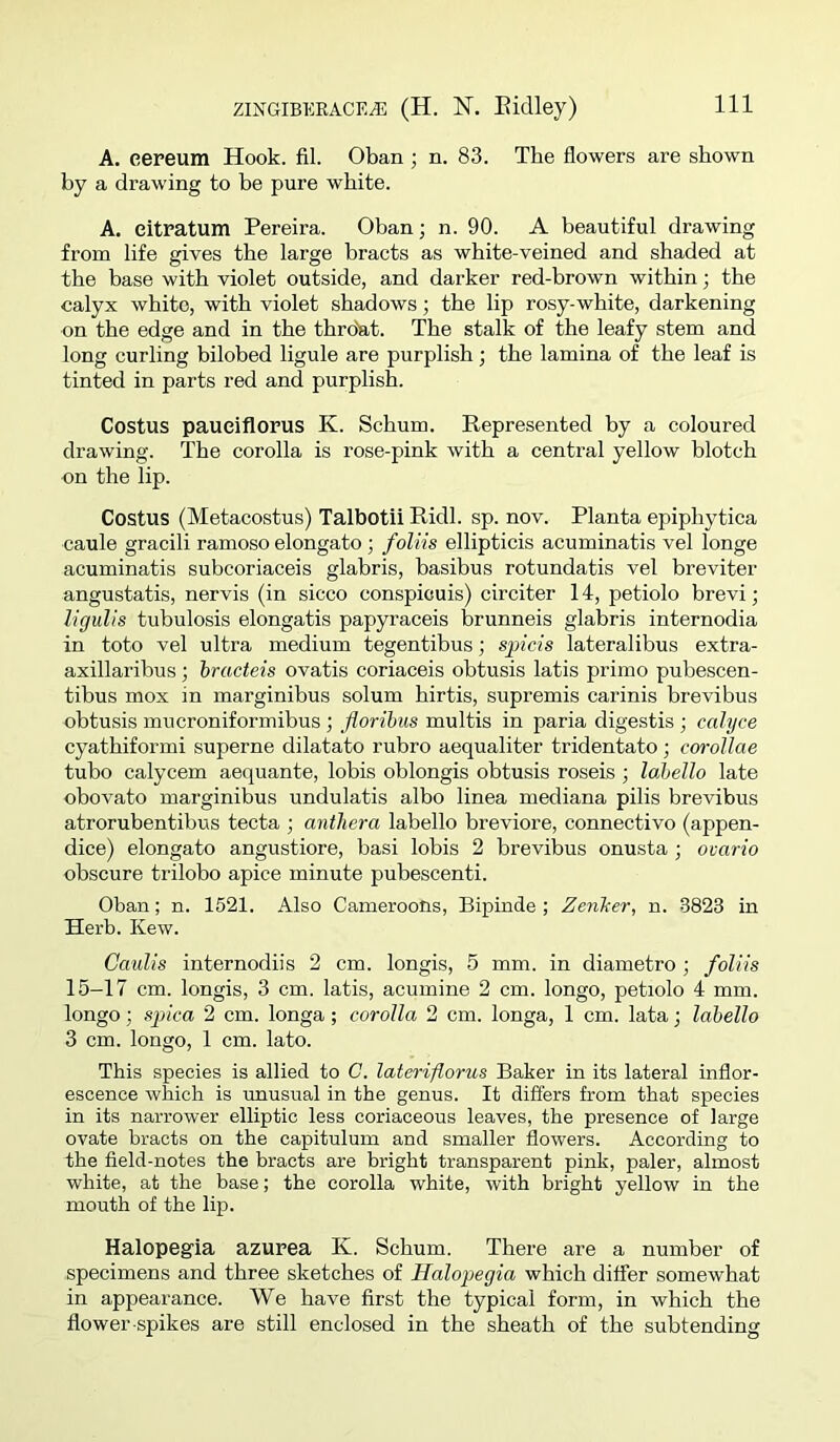 ZINGIBERACE^ (H. 1ST. Eiclley) A. eereum Hook. fil. Oban ; n. 83. The flowers are shown by a drawing to be pure white. A. eitratum Pereira. Oban; n. 90. A beautiful drawing from life gives the large bracts as white-veined and shaded at the base with violet outside, and darker red-brown within; the calyx white, with violet shadows; the lip rosy-white, darkening on the edge and in the thrdat. The stalk of the leafy stem and long curling bilobed ligule are purplish; the lamina of the leaf is tinted in parts red and purplish. Costus paueiflorus K. Schum. Represented by a coloured drawing. The corolla is rose-pink with a central yellow blotch on the lip. Costus (Metacostus) Talbotii Ridl. sp. nov. Planta epiphytica caule gracili ramoso elongate; foliis ellipticis acuminatis vel longe acuminatis subcoriaceis glabris, basibus rotundatis vel breviter angustatis, nervis (in sicco conspicuis) circiter 14, petiole brevi; ligulis tubulosis elongatis papyraceis brunneis glabris internodia in toto vel ultra medium tegentibus; spicis lateralibus extra- axillaribus; bracteis ovatis coriaceis obtusis latis prime pubescen- tibus mox in marginibus solum hirtis, supremis carinis brevibus obtusis mucroniformibus ; jioribus multis in paria digestis ; calyce cyathiformi superne dilatato rubro aequaliter tridentato; corollae tube calycem aequante, lobis oblongis obtusis roseis ; lol>ello late obovato marginibus undulatis albo linea mediana pilis brevibus atrorubentibus tecta ; antliera labello breviore, connective (appen- dice) elongate angustiore, basi lobis 2 brevibus onusta ; ovario obscure trilobo apice minute pubescenti. Oban; n. 1521. Also Cameroons, Bipinde ; Zenker, n. 3823 in Herb. Kew. Caiilis internodiis 2 cm. longis, 5 mm. in diametro ; foliis 15—17 cm. longis, 3 cm. latis, acumine 2 cm. longo, petiole 4 mm. longo; spica 2 cm. longa; corolla 2 cm. longa, 1 cm. lata; labello 3 cm. longo, 1 cm. lato. This species is allied to C. laterifiorus Baker in its lateral inflor- escence which is unusual in the genus. It differs from that species in its narrower elliptic less coriaceous leaves, the presence of large ovate bracts on the capitulum and smaller flowers. According to the field-notes the bracts are bright transparent pink, paler, almost white, at the base; the corolla white, with bright yellow in the mouth of the lip. Halopegia azurea K. Schum. There are a number of specimens and three sketches of Halopegia which differ somewhat in appearance. We have first the typical form, in which the flower spikes are still enclosed in the sheath of the subtending