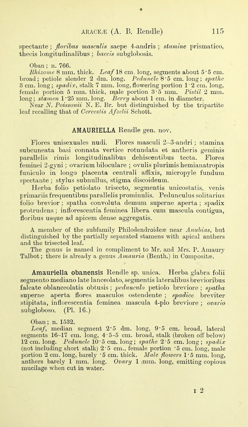 spectante; Jloribus masculis saepe 4-anclris ; stamine prismatico, thecis longitudinalibus ; haccis subglobosis. Oban; n. 766. Bliizome 8 mm. thick. Leaf 18 cm, long, segments about 5'5 cm. broad; petiole slender 2 dm. long. Peduncle 8'b cm. long; spathe 3 cm. long; spadix, stalk 7 mm. long, flowering portion 1'2 cm. long, female portion 5 mm. thick, in,ale portion 3'5 mm. Pistil 2 mm. long; stamen 1'25 mm. long. Berry about 1 cm. in diameter. Near N. Poissonii N. E. Br. but distinguished by the tripartite leaf recalling that of CercesHs Afzelii Schott. AMAURIELLA Renclle gen. nov. Flores unisexuales nudi. Flores masculi 2-3-andri; stamina subcuneata basi connata vertice rotundata eb antheris geminis pai-allelis rimis longitudinalibus dehiscentibus tecta. Flores feminei 2-gyni; ovarium biloculare ; ovulis plurimis hemianatropis funiculo in longo placenta central! aflixis, micropyle fundura .spectante ; stylus subnullus, stigma discoideum. Herba folio petiolato trisecto, segmentis unicostatis, venis primariis frequentibus parallelis prominulis. Pedunculus solitarius folio brevior; spatha convoluta demum superne aperta; spadix protrudens; inflorescentia feminea libera cum mascula contigua, floribus usque ad apicem dense aggregatis. A member of the subfamily Philodendroideae near Anubias, but distinguished by the partially separated stamens with apical anthers and the trisected leaf. The genus is named in compliment to Mr. and Mrs. P. Amaury Talbot; there is already a genus Amauria (Benth.) in Compositae. Amauriella obanensis Rendle sp. unica. Herba glabra folii segmento mediano late lanceolate, segmentis lateralibus brevioribus falcate oblanceolatis obtusis; pedunculo petiolo breviore; spatha superne aperta flores masculos ostendente ; spadice bi’eviter stipitata, inflorescentia feminea mascula 4-plo breviore ; ovario subgloboso. (PI. 16.) Oban; n.1532. Leaf, median segment 2'5 dm. long, 9‘5 cm. broad, lateral segments 16-17 cm. long, 4'5-5 cm. broad, stalk (broken off below) 12 cm. long. Peduncle 10’5 cm. long; spatlie 2’5 cm. long ; spadix (not including short stalk) 2’5 cm., female portion ’5 cm. long, male portion 2 cm. long, barely '5 cm. thick. Male foiuers 1'5 mm. long, anthers barely 1 mm. long. Ovary 1 jmm. long, emitting copious mucilage when cut in water. 2