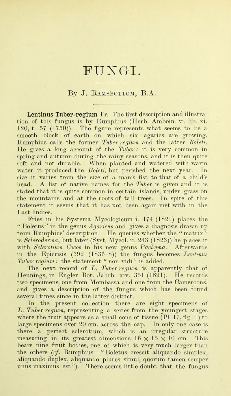 FUNGI. By J. Eams!bottom, B.A. Lentinus Tuber-regium Fr. The first description and illustra- tion of this fungus is by Rumphius (Herb. Amboin. vi. lib. xi. 120, t. 57 (1750)). The figure represents what seems to be a smooth block of earth on which six agarics are growing. Rumphius calls the former Tuber-regimn and the latter Boleti. He gives a long account of the Tuber: it is very common in .spring and autumn during the rainy seasons, and it is then quite soft and not durable. When planted and watered with warm water it produced the Boleti, but perished the next year. In size it varies from the size of a man’s fist to that of a child’s head. A list of native names for the Tuber is given and it is stated that it is quite common in certain islands, under grass on the mountains and at the roots of tall trees. In spite of this statement it seems that it has not been again met with in the East Indies. Fries in his Systema Mycologicum i. 174 (1821) places the “ Roletus ” in the genus Agaricus and gives a diagnosis drawn up from Rumphius’ description. He queries whether the “matrix” is Scleroderma, but later (Syst. Mycol. ii. 243 (1823)) he places it with Sclerotium Cocos in his new genus Pacliyma. Afterwards in the Epicrisis (392 (1836-8)) the fungus becomes Lentinus Tuber-regium : the statement “ non vidi ” is added. The next record of L. Tuber-regium is apparently that of Hennings, in Engler Rot. Jahrb. xiv. 351 (1891). He records two specimens, one from Mombassa and one from the Cameroons, and gives a description of the, fungus which has been found several times since in the latter district. In the present collection there are eight specimens of L. Tuber-regium, representing a series from the youngest stages where the fruit appears as a small cone of tissue (PI. 17, fig. 1) to large specimens over 20 cm. across the cap. In only one case is there a perfect sclerotium, which is an irregular structure measuring in its greatest dimensions 16x15x10 cm. This bears nine fruit bodies, one of which is very much larger than the others {cf. Rumphius—“ Boletus crescit aliquando simplex, aliquando duplex, aliquando plures simul, quorum tamen semper unus maximus est ”). There seems little doubt that the fungus
