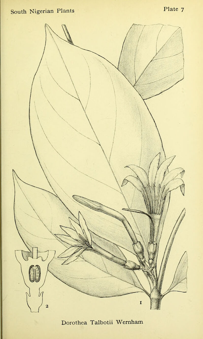 r South Nigerian Plants Plate 7 i 1, Dorothea Talbotii Wernham