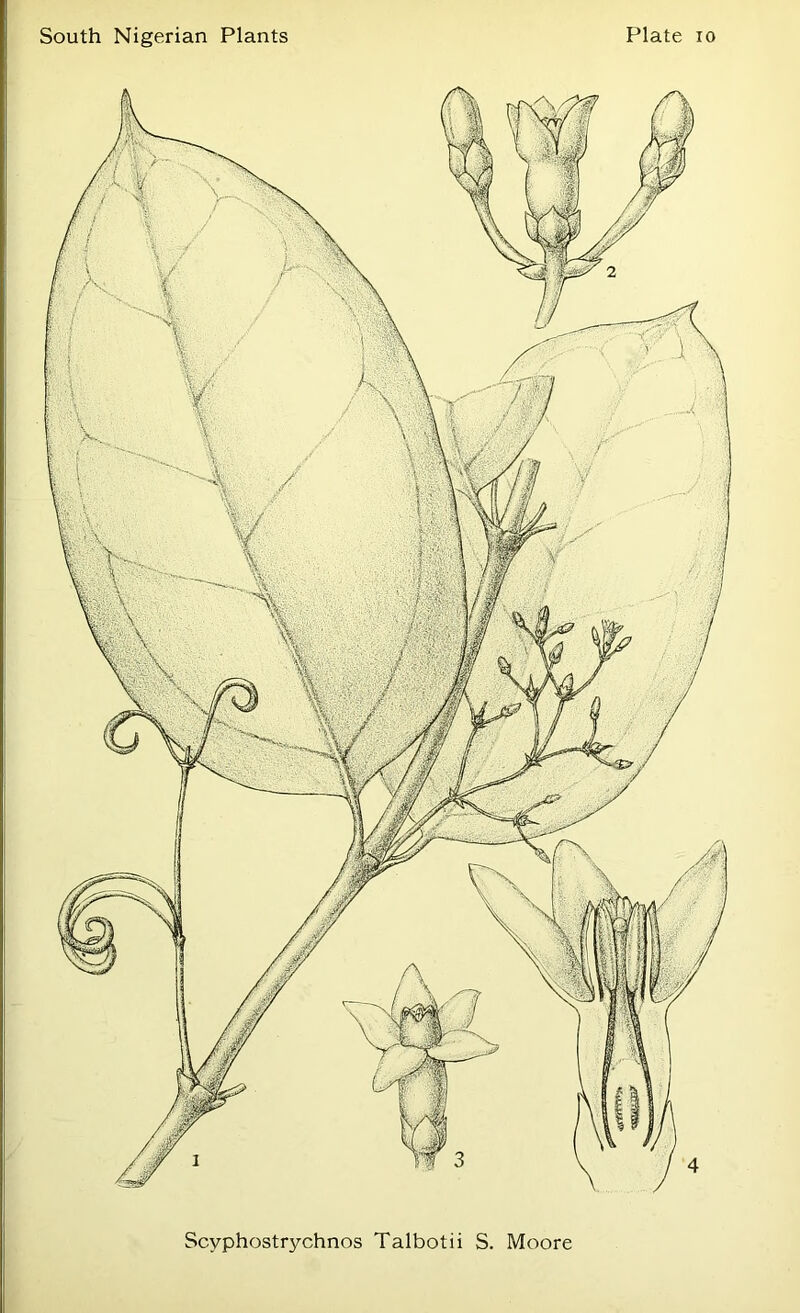 S ' I S'v'! r? K^;‘. Scyphostrychnos Talbotii S. Moore