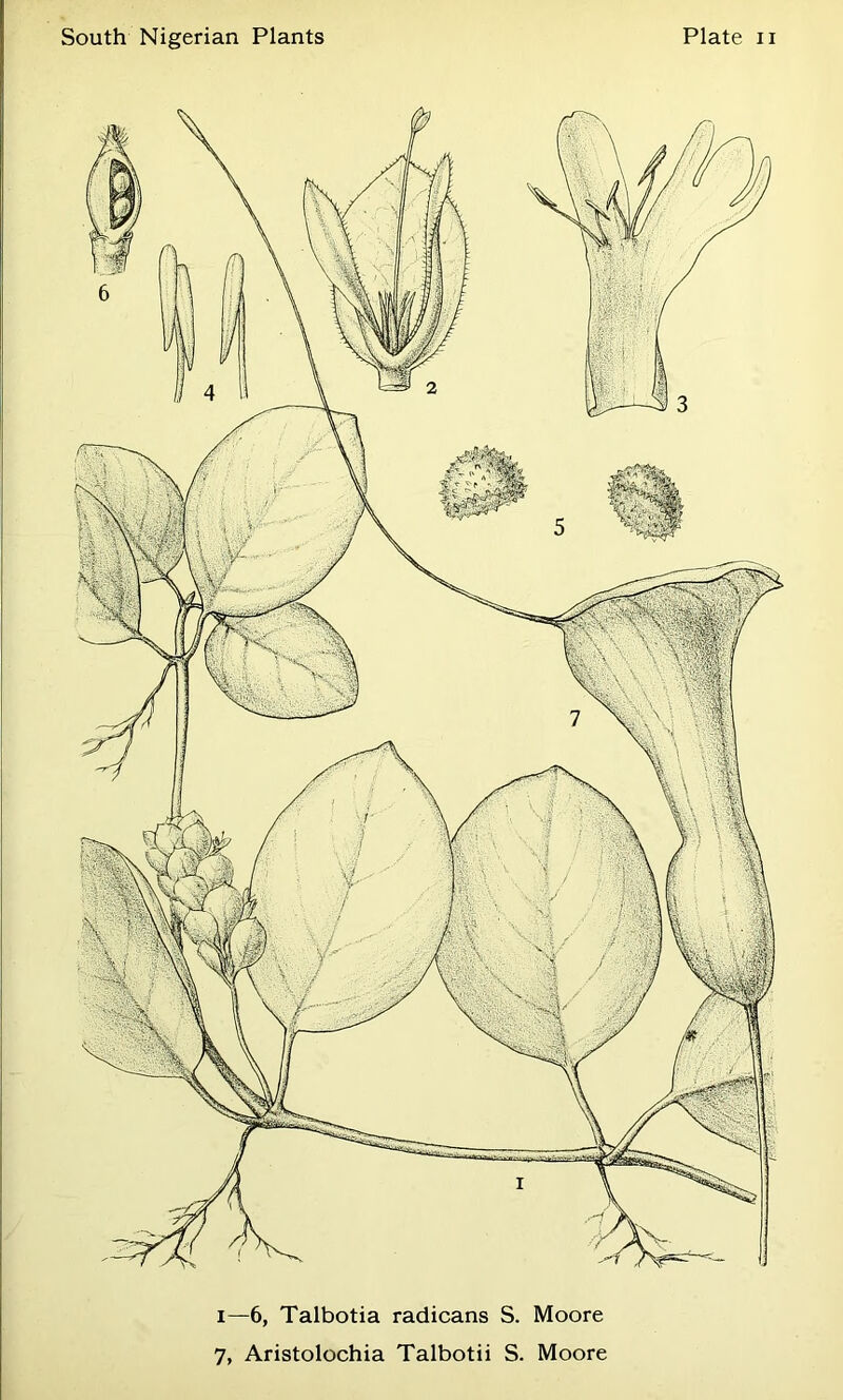 1—6, Talbotia radicans S. Moore 7, Aristolochia Talbotii S. Moore