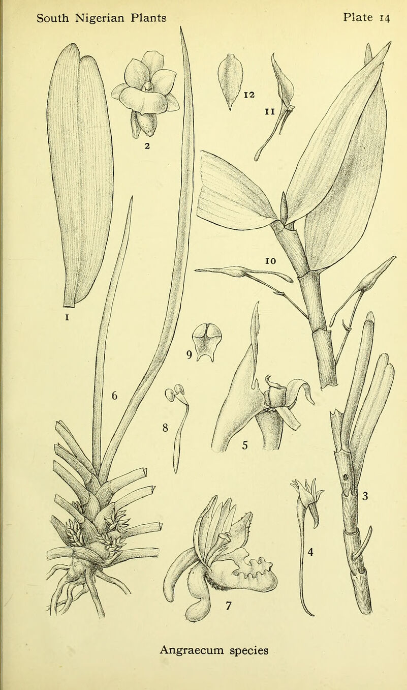 •>55^ Angraecum species