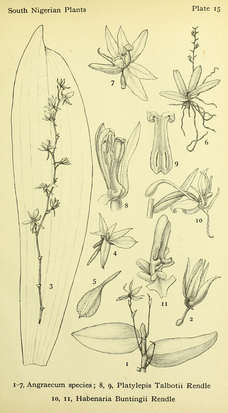 1-7, Angraecum species; 8, 9, Platylepis Talbotii Rendle 10, II, Habenaria Buntingii Rendle