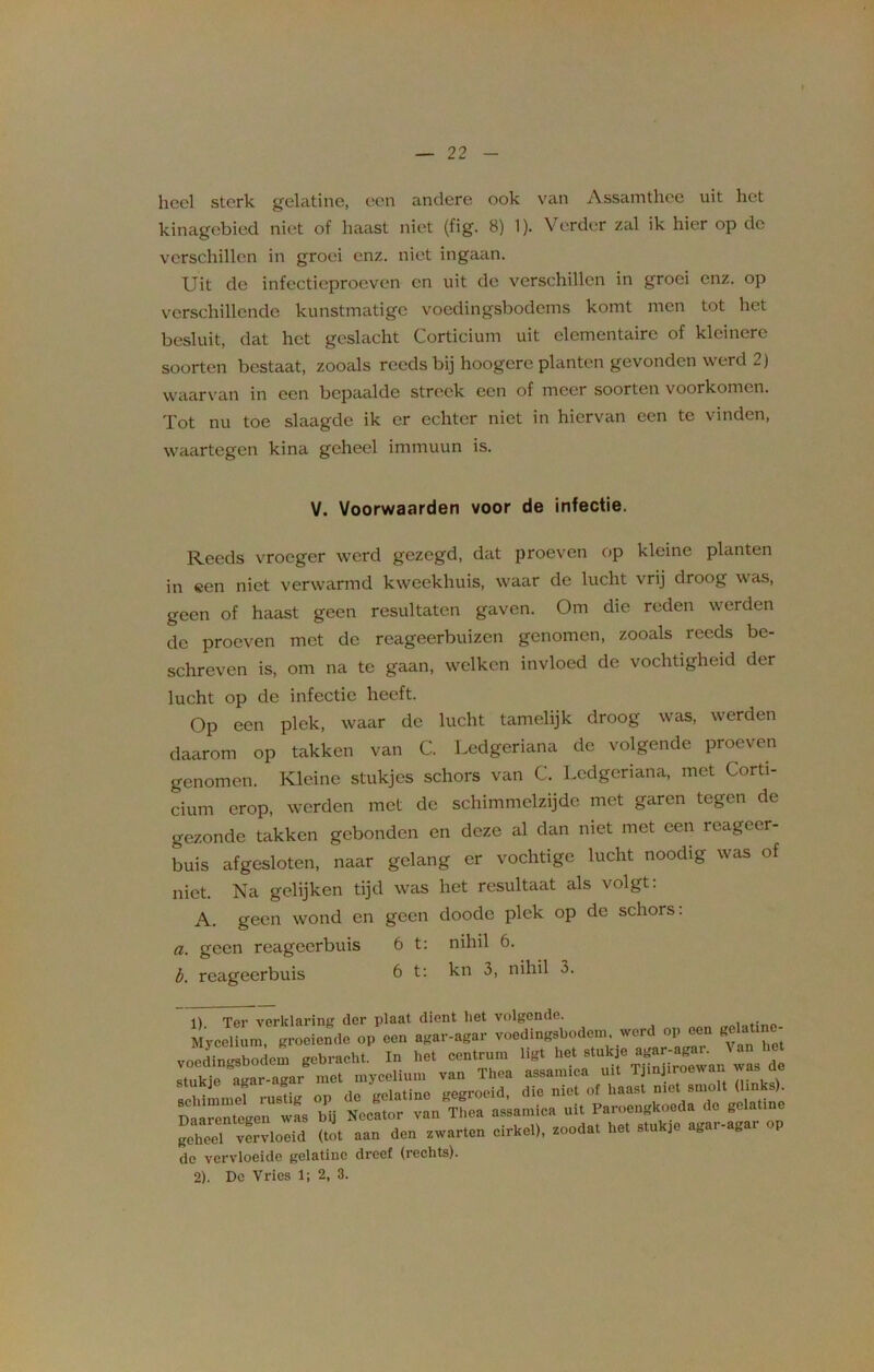 heel sterk gelatine, een andere ook van Assamthee uit het kinagebied niet of haast niet (fig. 8) 1). Verder zal ik hier op de verschillen in groei enz. niet ingaan. Uit de infectieproeven en uit de verschillen in groei enz. op verschillende kunstmatige voedingsbodems komt men tot het besluit, dat het geslacht Corticium uit elementaire of kleinere soorten bestaat, zooals reeds bij hoogere planten gevonden werd 2) waarvan in een bepaalde streek een of meer soorten voorkomen. Tot nu toe slaagde ik er echter niet in hiervan een te vinden, waartegen kina geheel immuun is. V. Voorwaarden voor de infectie. Reeds vroeger werd gezegd, dat proeven op kleine planten in een niet verwarmd kweekhuis, waar de lucht vrij droog was, geen of haast geen resultaten gaven. Om die reden werden de proeven met de reageerbuizen genomen, zooals reeds be- schreven is, om na te gaan, welken invloed de vochtigheid der lucht op de infectie heeft. Op een plek, waar de lucht tamelijk droog was, werden daarom op takken van C. Ledgeriana de volgende proeven genomen. Kleine stukjes schors van C. Ledgeriana, met Corti- cium erop, werden met de schimmelzijde met garen tegen de gezonde takken gebonden en deze al dan met met een reageer- buis afgesloten, naar gelang er vochtige lucht noodig was of niet. Na gelijken tijd was het resultaat als volgt: A. geen wond en geen doode plek op de schors: a. geen reageerbuis 6 t: nihil 6. b. reageerbuis 6 t: kn 3, nihil 3. i\ Ter verklaring der plaat dient liet volgende. MycclhJ gLicnde op «» agar-agar voedtogaboden, werd op oen gelaunc- voedingsbodem gebracht. In het centrum ligt het stukje agar-agar. 'Un het stukje agar-agar met mycelium van Thea assamica uit Tjinjiroewan was d scWmmef ruX op de gelatine gegroeid, die niet of haast niet smolt (links). Daarentegen was bij Necator van Thea assamica uit Paroengkoeda de ge a me geheel vervloeid (tot aan den zwarten cirkel), zoodat het stukje aga.-ag i de vervloeide gelatine dreef (rechts). 2). Dc Vries 1; 2, 3.