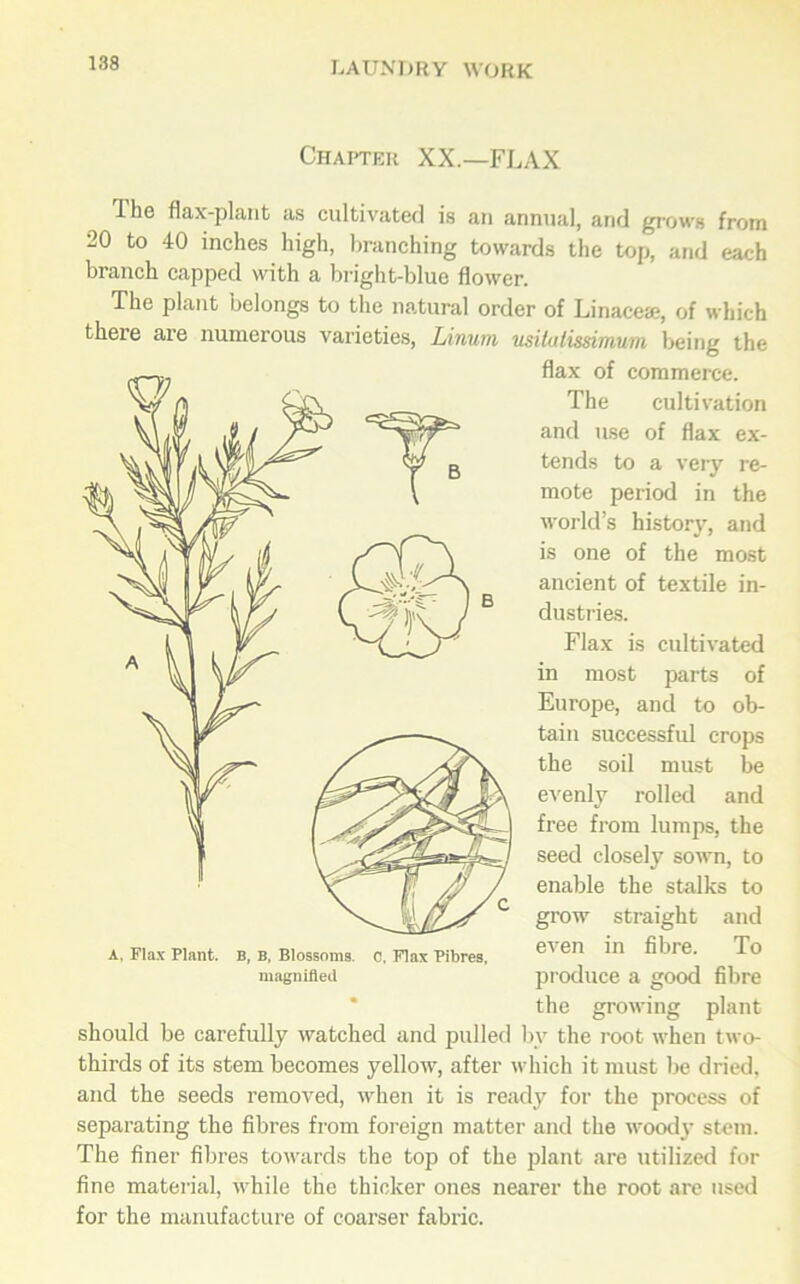 Chapter XX.—FLAX Ihe flax-plant as cultivated is an annual, and grown from 20 to 40 inches high, branching towards the top, and each branch capped with a bright-blue flower. The plant belongs to the natural order of Linacese, of which there are numerous varieties, Linum usitulissimum being the flax of commerce. The cultivation and use of flax ex- tends to a very re- mote period in the world’s history, and is one of the most ancient of textile in- dustries. Flax is cultivated in most parts of Europe, and to ob- tain successful crops the soil must be evenly rolled and free from lumps, the seed closely sown, to enable the stalks to grow straight and even in fibre. To produce a good fibre the growing plant should be carefully watched and pulled by the root when two- thirds of its stem becomes yellow, after which it must be dried, and the seeds removed, when it is ready for the process of separating the fibres from foreign matter and the woody stem. The finer fibres towards the top of the plant are utilized for fine material, while the thicker ones nearer the root are used for the manufacture of coarser fabric. A, Flax Plant. B, B, Blossoms. 0, Flax Fibres, magnified