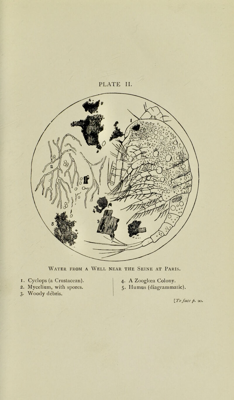 Water from a Well near the Seine at Paris. 4. A Zoogloea Colony. 5. Humus (diagrammatic). Cyclops (a Crustacean). Mycelium, with spores. Woody debris.