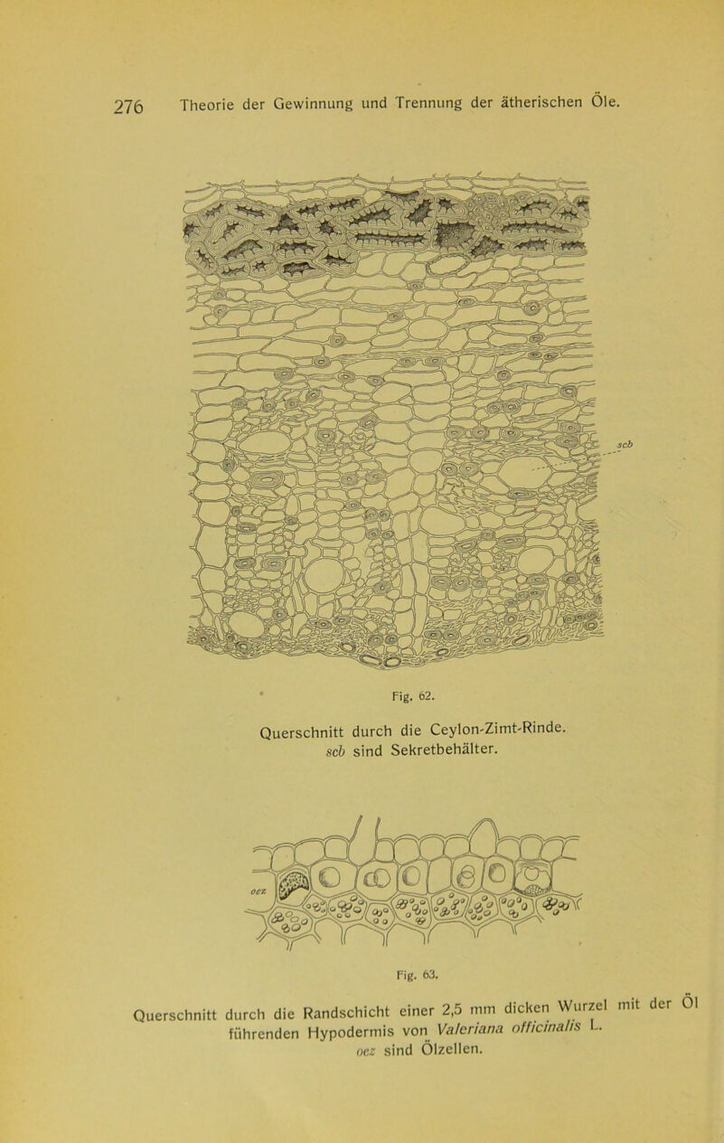 scb Fig. 62. Querschnitt durch die Ceylon-Zimt-Rinde. scb sind Sekretbehälter. Fig. 63. Querschnitt durch die Randschicht einer 2,5 mm dicken Wurzel mit der Öl führenden Hypodermis von Valeriana officinahs . ocz sind Ölzellen.