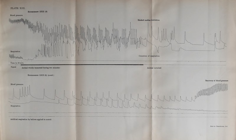 Experiment XXII (6) Blood pressure Time in 10 secs. Animal wholly immersed during two minutes • Experiment XXII (6) (contd.) Artificial respiration by bellows applied to nostril Animal inverted