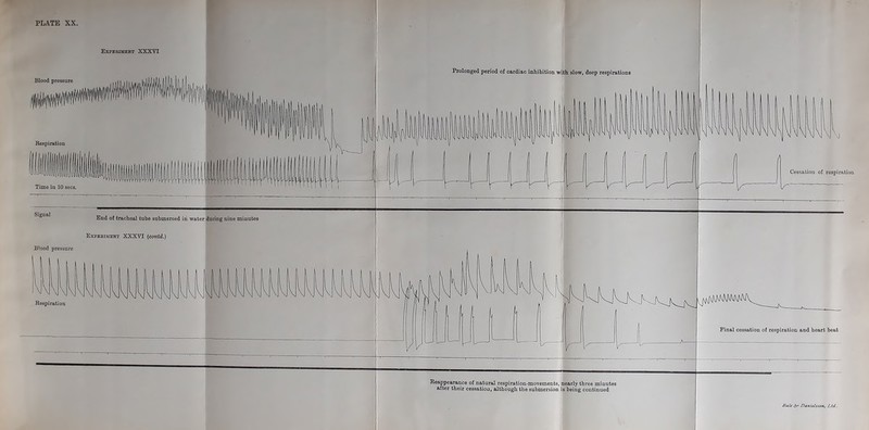 Experiment XXXVI Blood pressure Cessation of respiration Keappearance of natural respiration-movements, nearly three minutes after their cessation, although the submersion is being continued