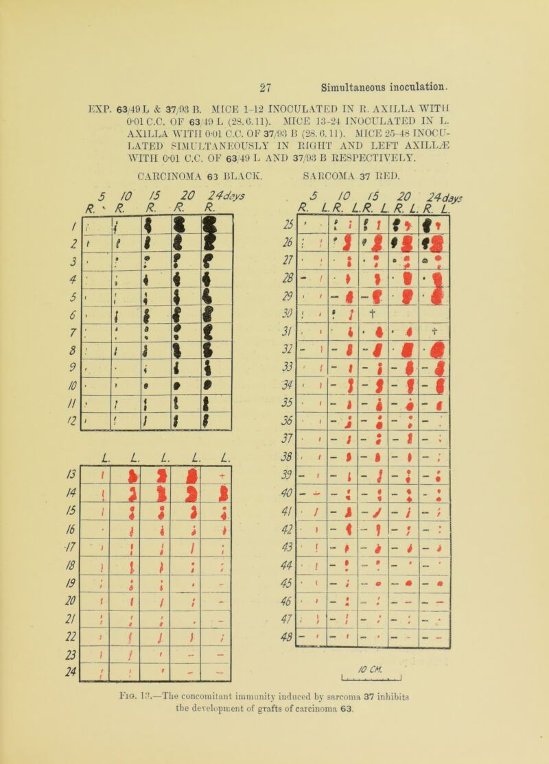 EXP. 63/49L & 37/93 B. MICE 1-12 INOCULATED IN R. AXILLA WITH 0-01 C.C. OF 63/49 L (28.0.11). MICE 13-24 INOCULATED IN L. AXILLA WITH 0-01 C.C. OF 37/93 B (28. 0.11). MICE 25-48 INOCU- LATED SIMULTANEOUSLY IN RIGHT AND LEFT AXILLAE WITH 0-01 C.C. OF 63/49 L AND 37/93 B RESPECTIVELY. CARCINOMA 63 BLACK. SARCOMA 37 RED. 5 /O /5 20 24c/ays R. ' R- R- R- R- / ! i < t * 2 t t 1 f 3 • 0 S9 • 9 9 f 4 ■ 1 d 4 i « 3 1 1 1 i 1 4 6 1 i i . # I 7 - i 0 % 9 • 1 3 / } i 1 ft 9 i • « i \ 10 i i e » $ // % f i i i t t <2 i t t ; i j 1 L L L. L. L 13 l > > g -r 14 l 4 1 J 1 15 1 • . _ .4. 9 4 j • 16 ■ i 4 4 7 7 1 i i / * / • 1 18 ) i i • 4 0 / 19 # $ 6 9 4 4 r* 20 f l / i t - 2! f t t 9 t 9 0 - 22 ! { J ) / 23 1 i 9 f - — 24 f t # - — O 10 15 20 24days R. LR. LR. L R. L. R. L 25 t , i s ! / D 26 : t : i T 9 i l| t$ 21 • i • • . • t 0 • * a • t 28 - i > 1 • V 1 29 i / -1 -f 9 J 30 ' i * ? ; t 3/ i i • 4 4 • 4 t 32 - i - < i ■a # 33 ^ / - 1 • “ # • 1 34 > i i - 9 - f I 35 ■ i “ 1 - i • - -r ' 1 36 • i • ~ j t « • — 37 i - ; • ~ 4 - 4 38 i - i - 1 - • * 1 39 — i - i - } • # » 40 ■w « « _ « f _ % » * 4/ - / - i “/ - / / “ /■ 42 » -1 - ? — f / • 43 ' 1 - p - 4 - i — * 44 ■ l _ # • „ 0 _ « — 45 • t i — 9 0 — m — * 46 • 1 9 m f # _ _ — — 47 1 • / i i • “ / 4 “* 9 — • 48 — f — i — - - - /O CM. I I Fio. 13.—The concomitant immunity induced by sarcoma 37 inhibits the development of grafts of carcinoma 63.