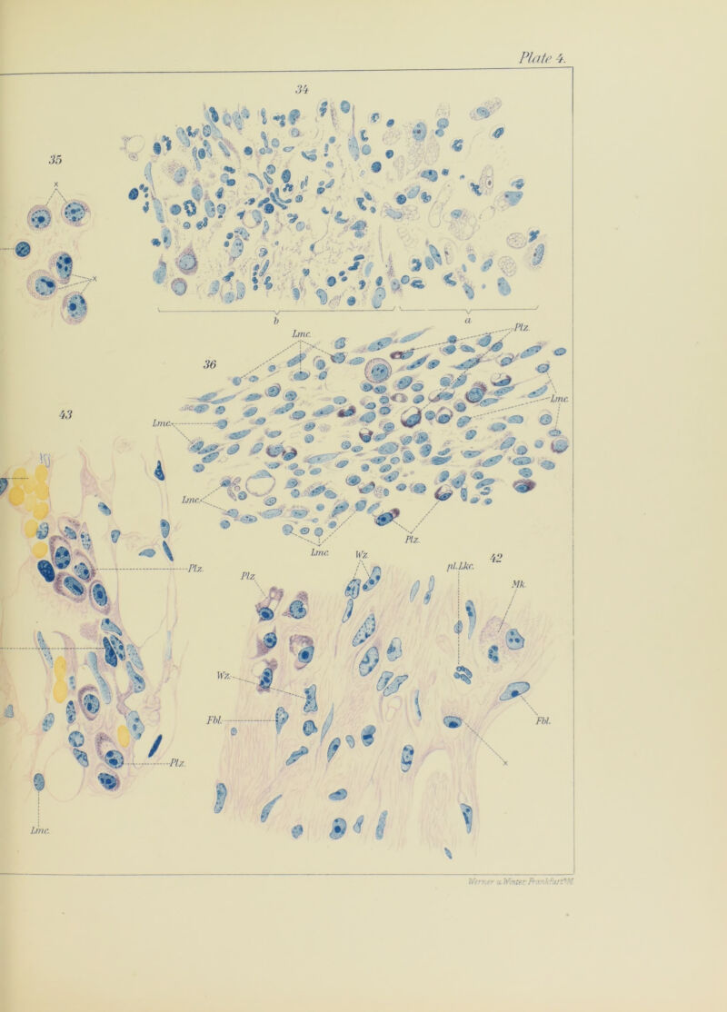 Plate 4. Wen,s' u Winter printruit ’■/