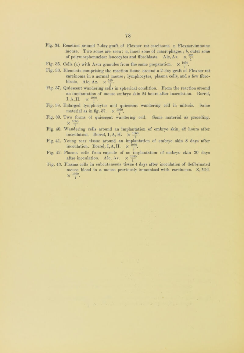 Fig. 84. Reaction around 7-day graft of Flexner rat carcinoma n Flexner-immune mouse. Two zones are seen : a, inner zone of macrophages ; b, outer zone of polymorphonuclear leucocytes and fibroblasts. Ale, Az. x y*. Fig. 35. Cells (x) with Azur granules from the same preparation, x 10^°. Fig. 36. Elements comprising the reaction tissue around a 2-day graft of Flexner rat carcinoma in a normal mouse ; lymphocytes, plasma cells, and a few fibro- blasts. Ale, Az. X —. Fig. 37. Quiescent wandering cells in spherical condition. From the reaction around an implantation of mouse embryo skin 24 hours after inoculation. Borrel, I.A.H. x 1050 Fig. 38. Enlarged lymphocytes and quiescent wandering cell iu mitosis. Same material as in fig. 37. x 1050 Fig. 39. Two forms of quiescent wandeiing cell. Same material as preceding. v. 1050 x T Fig. 40. Wandering cells around an implantation of embryo skin, 48 hours after inoculation. Borrel, I, A, H. X —°. Fig. 41. Young scar tissue around an implantation of embryo skin 8 days after inoculation. Borrel, I,A,II. X ^y. Fig. 42. Plasma cells from capsule of an implantation of embryo skin 30 days after inoculation. Ale, Az. x 1y°. Fig. 43. Plasma cells in subcutaneous tissue 4 days after inoculation of defibrinated mouse blood in a mouse previously immunised with carcinoma. Z, Mbl. v 1050 X —.